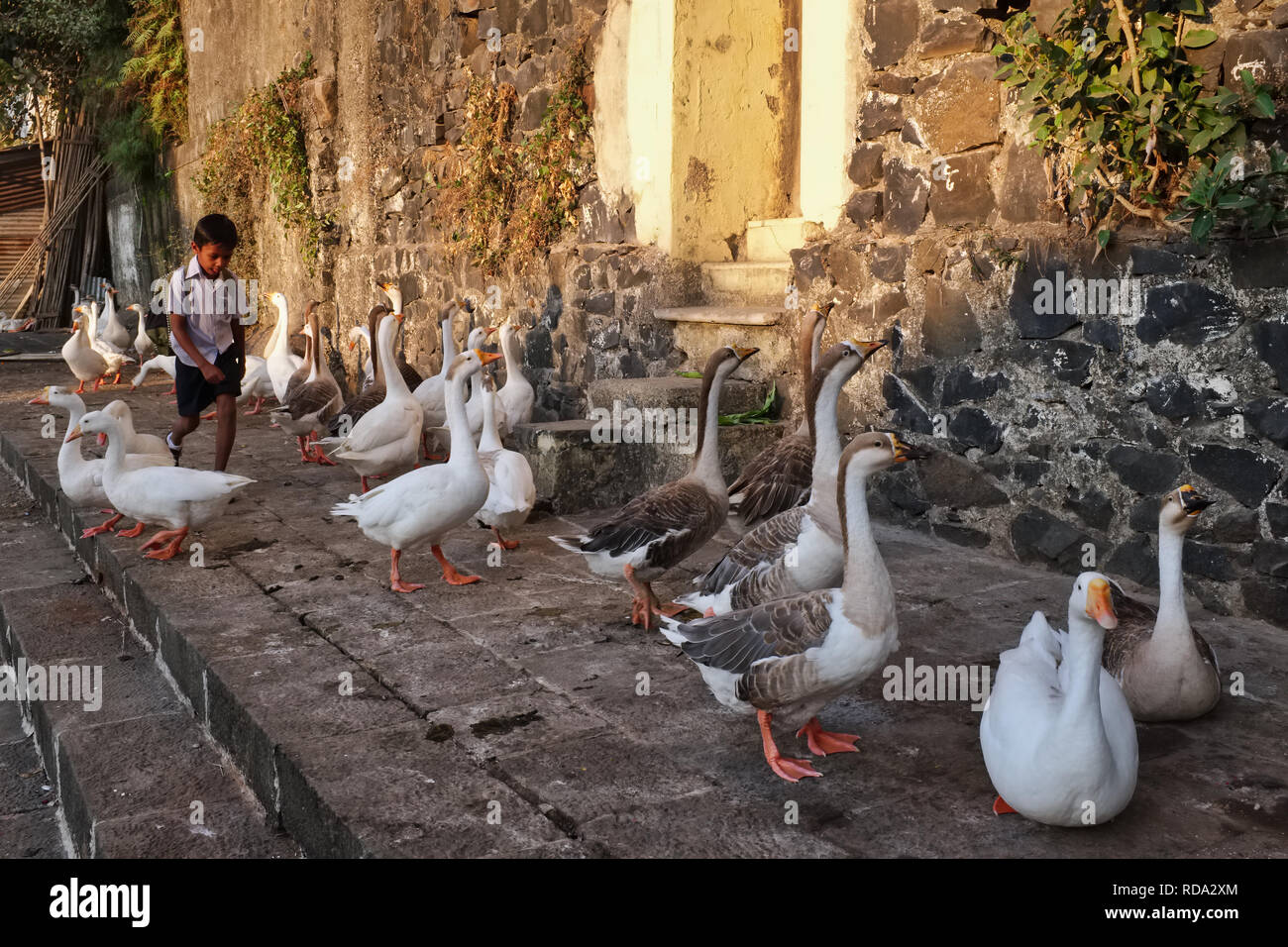 Ein schuljunge vergeht rasch eine Schar der Gänse, die bewohnen Banganga Tank, einer heiligen hinduistischen Website in Walkeshwar, Mumbai, Indien Stockfoto