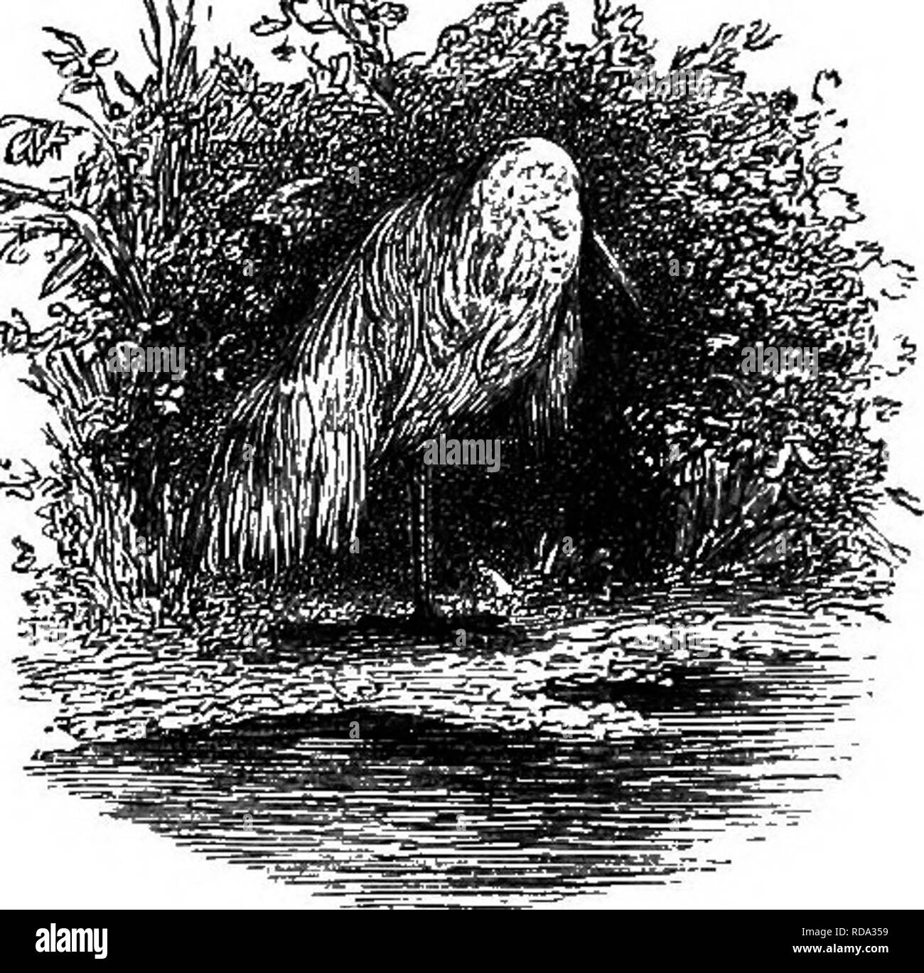 . Wanderungen in Südamerika, im Nordwesten der Vereinigten Staaten und der Antillen, in den Jahren 1812, 1816, 1820, &Amp; 1824: mit original Anleitung für die perfekte Erhaltung der Vögel, etc. bei Schränken der Naturgeschichte. Zoologie; Taxidermy. 406 EXPLANATOEY INDEX. In vielen Teilen von Guayana die Egret wird durch den Namen des Weißen Gauldin genannt. F. Abb., Wilde {Clusia alba). Fink, Rothaarige (wahrscheinlich Passerina gularis). FiEEFLY. - Im tropischen Amerika Es gibt so viele Lumi-nous Insekten, die von den volkstümlichen Namen der Firefly, dass keine besondere Spezies hier benannt werden kann. Die meisten dieser, h Stockfoto