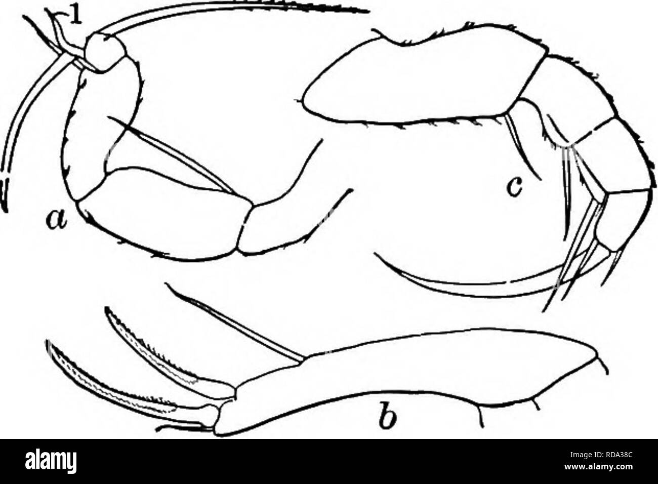 . Süßwasser-Biologie. Süßwasser-Biologie. Dorsal-Ventil Margen "Bucklig" (Abb. Typhlocypris delawarensis Turner 1895. Länge 0,95 mm, Breite 0,43 mm, Höhe 0,54 mm. Farbe Grünlich-gelb mit braunen Flecken. Maxillaris Stacheln. Terminal Krallen der furca Schlank und schlicht. Furca schlank und viel gebogen. Nebenflüsse; März. Delaware. ^ eine zweifelhafte Form, nicht gut beschrieben.) Abb. Typhlocypris delawarensis. (A) Seitenansicht, X15; (6) Furca. 1293-) Seite 99 (100) Kürzere seta von Terminal Segment der zweiten Etappe nach außen gebogen (Abb. 129401).. Candona reflexa Sharpe 1897. Shell doppelt so lange Stockfoto