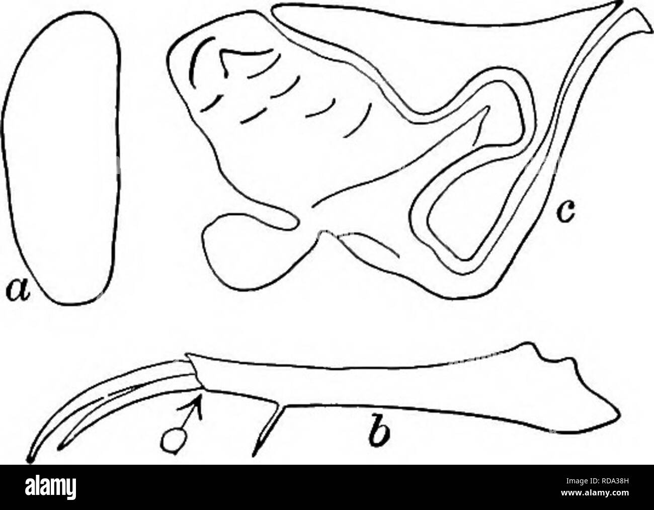 . Süßwasser-Biologie. Süßwasser-Biologie. 94 (92) Shell Plain, zumindest nicht mit Holzstrahlen netzartiges Muster bildend (reticulate) oder übermäßig tuberculate oder tumid 95 95 (96) Furca anormalen, Terminal seta abwesend (Abb. 1292 h). TypMocypris Vejdovsky 1882 97 96(95) Furca normal, mit 2 Klauen und 2 Seten (Abb. 1294 6). Candona Baird 1850 99 97 (98) Furca fast gerade. Dorsal-Ventil Ränder gleichmäßig gebogen (Abb. 1292 a-b) TypMocypris peircei Turner 1895.. Länge 0,70 bis 0,79 mm, Breite 0,22 bis 0,31 mm, Höhe 0,33 bis 0,37 mm. Farbe Weiß, getönt mit Gelb. Shell Glatt, sehr komprimiert. Furca fast gerade, und etwa zwölf Mal Stockfoto