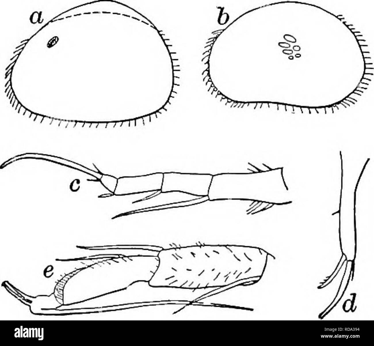 . Süßwasser-Biologie. Süßwasser-Biologie. Länge 0,78 mm, Höhe 0,48 mm, Breite 0,33 mm. Prall. Furca geknickt, etwa 9 mal so lang wie breit, der Dorsalen seta dreimal Breite von ramus von subterminal Kralle, und solange das Terminal Seta. Männer com-mon. Im Schlepptau von Sandy Lake Shore; Kann. Illinois. Abb. 1285. Cypria (Cypria) Obesa. (A) Dorsalansicht, X45: (b) Furca; (c) Maxillaris palps der männlichen; (d) zweite Bein. 86 (85) Shell weiß, glatt und glänzend, mit zahlreichen fast konfluent (Puncta Cypria Cypria) mons Kammern 1877. Q Länge 0,70 mm. Eine zweifelhafte Form, nicht gut beschrieben. Colorado, Mt. Stockfoto