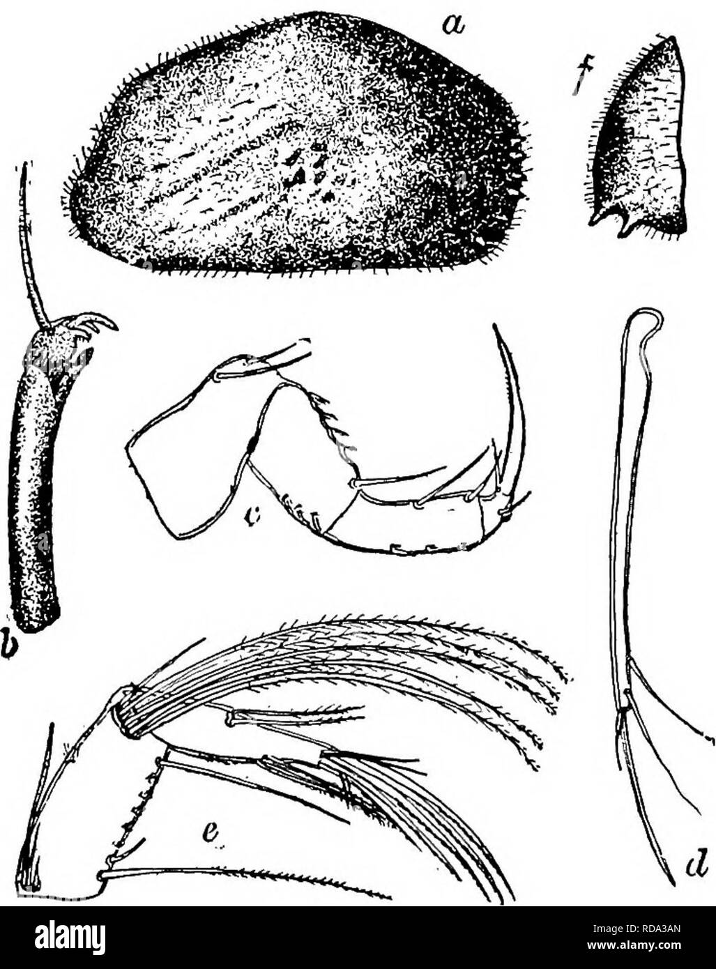 . Süßwasser-Biologie. Süßwasser-Biologie. spärlich behaart und ungewöhnlich dicken (Abb.,. . Spirocypris tuberculata Sharpe igo 8. Länge 0,93 mm, Höhe 0,53 mm, Breite 0,70 mm, PurpUsh braun, mit ein oder zwei Dorsalen quer leichter Bands. Das rechte Ventil Überschneidungen leicht links vorher. Natatory seten verlängern aber sUghtly jenseits der Ter-minal Krallen. Furca über dreißig - zwei mal so lang wie breit. Flacher, Unkraut, und sumpfige Teiche; Feder. Chicago und nördlichen In-Diana. Spirocypris tuberculata. Abb. 1267. {A) Seitenansicht, X43: (&amp;) Furca; (c) Dorsalansicht. 48 (49) Erste Etappe 4 - segmentiert, 3. Stockfoto