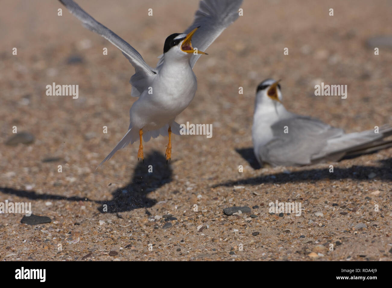 Zwergseeschwalbe (Sternula Albifrons) Paar anzeigen Aggressionen gegen Küstenseeschwalbe (Sterna Paradisaea) oben, Northumberland, Großbritannien Stockfoto