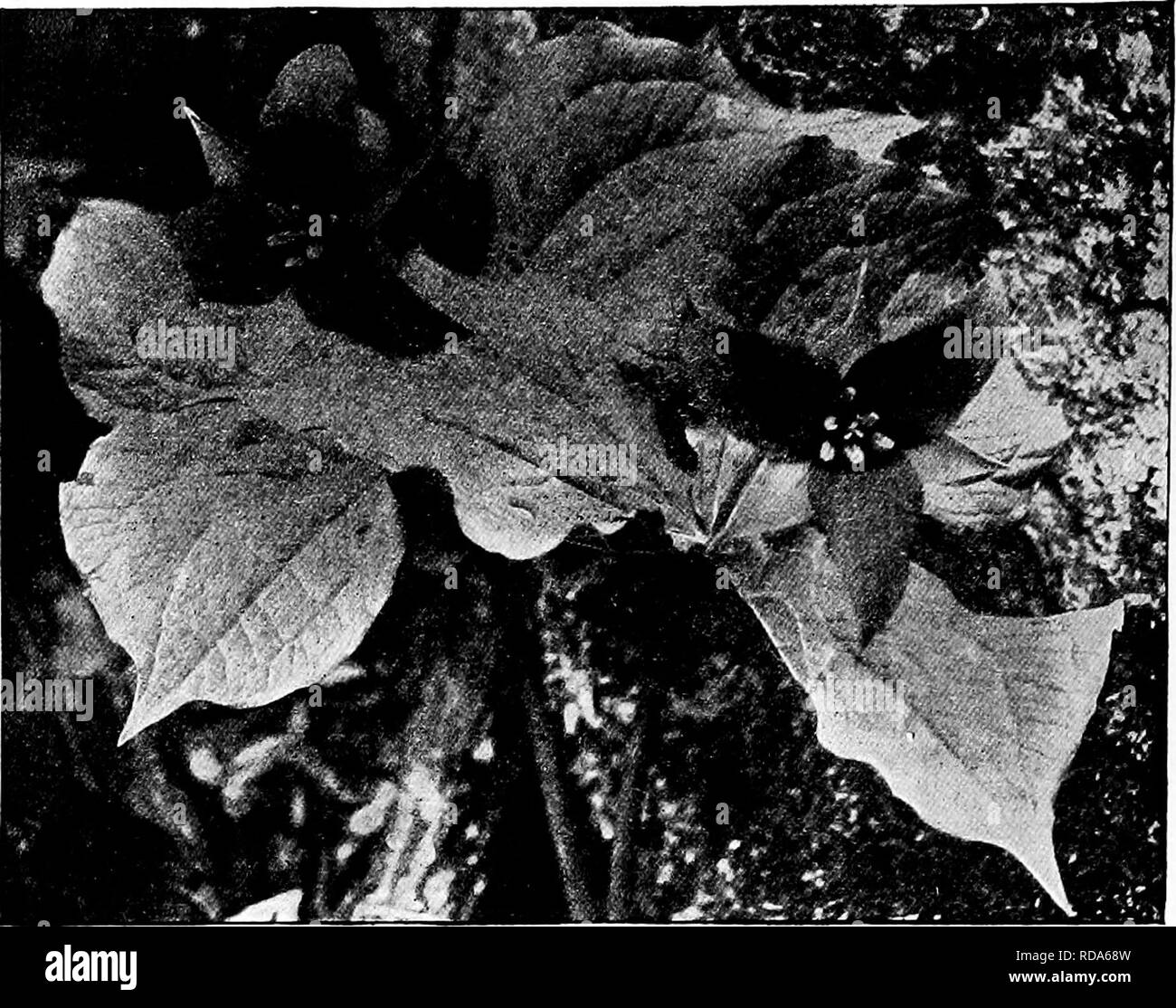 Mit den eltern lernen SchwarzweißStockfotos und