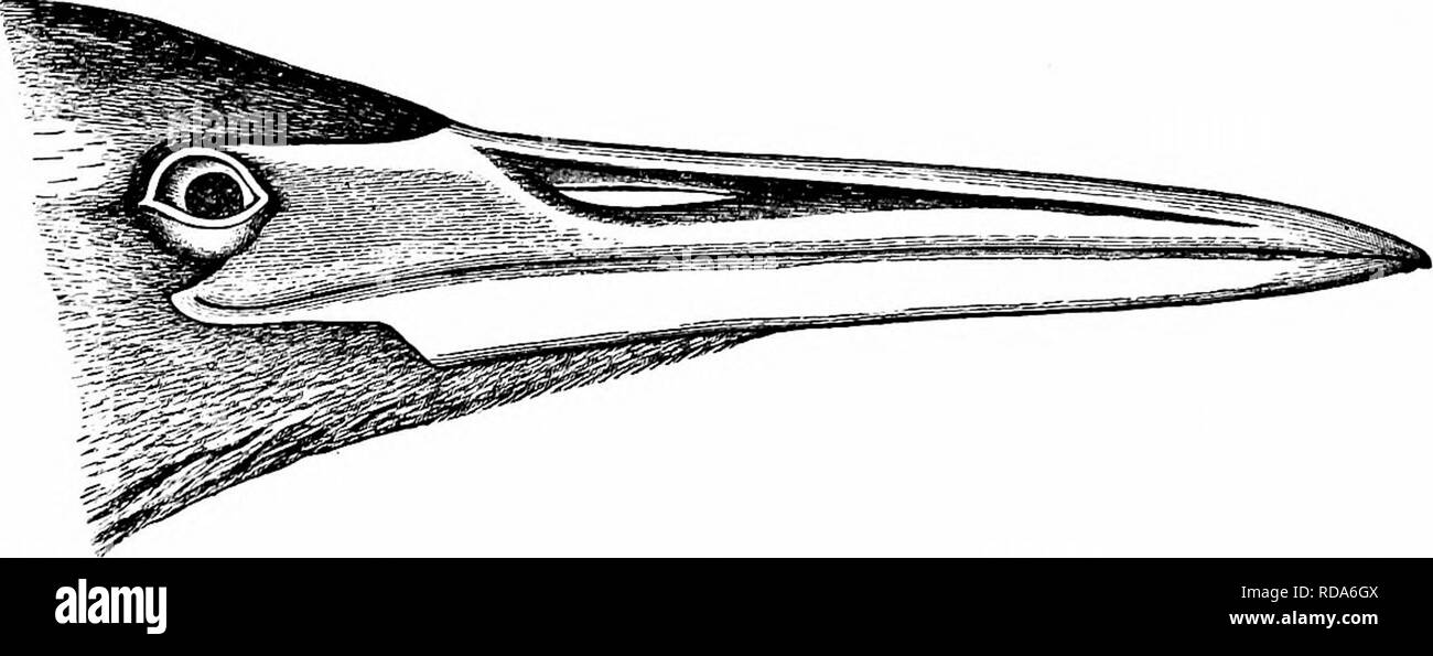 . Schlüssel für nordamerikanische Vögel. Enthält eine kurze Beschreibung aller Arten von Wohn- und fossiler Vogel derzeit vom Kontinent nördlich der mexikanischen Grenze und der Vereinigten Staaten, einschließlich Grönland bekannt und unteren Kalifornien, mit denen eingegliedert sind allgemeine Ornithologie: einen Überblick über die Struktur und die Systematik der Vögel; und Feld Ornithologie, ein Handbuch für die Sammlung, Erstellung und Erhaltung der Vögel. Vögel; Vögel; 1887. ABBEIDJE: BOTAUBIN^: BITTERSTOFFE. 663 Zoll. Junge sehr unterschiedlich; grau-braun oben, die Federn mit blasser Kanten, und Con-spicuously sjxitted mit Weißlichen; Stockfoto