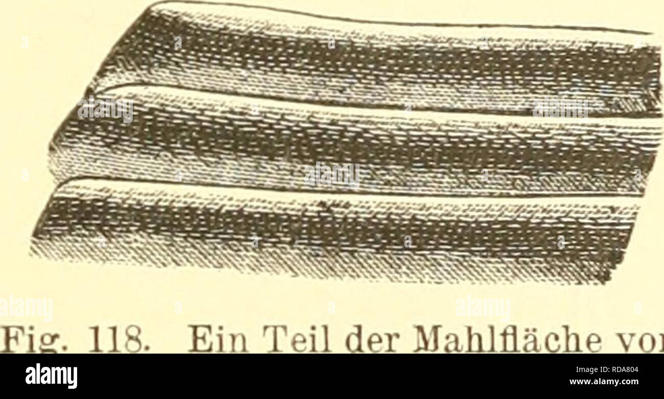 . EinfÃ¼Hrung in die Kenntnis der Kämpfen. Entomologie. Ich (Ich m.Die untere HÃ¤lf-te, namentlich der Mahlzalm, â. In r^T i-*'-Flg. 119. Oberkiefer des Ist- fest BlumenkÃ¤fers, Rhotnbo-rhi'na japottica (Cetoni - Idae). Orig. â d, RÃ¼cken-Seite. dm, der vorste-hende Mahlzahn. und breit. Dm Platy - psylhis castoris 1963 mit dem Biber aneJ schmarotzenden Sei'n^^ eJÃuÃ¼ "klemen KÃ¤fer, fehlen / HÃ¶rn (Pro-Oberkietei Psocus longu - ornis. Top vergrÃ¶ssert. ceed. Jm. Soc. Washington, 1889", "- Vol. 1, Nr. 3, S. 144) sterben Mandibeln, obgleich sie bei der Dove gut ENTWIC Stockfoto