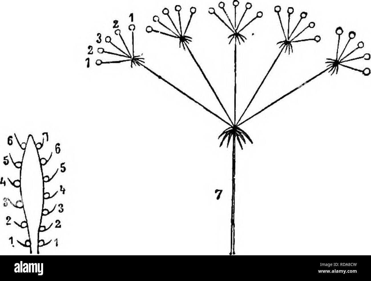 . Anfänger Botanik. Botanik. Abb. 221. - Formen der zentripetalen Blume-Clustern. Ich, raceme; z, Spike; 3, dolde; 4, Kopf oder anthodium; 5, corymb.. Abb. 222.- die zentripetale Blütenstand,^ Ich?"/i "ai? Rf. 6, Spadix; 7. zusammengesetzte Dolde; 8, catkin.. Bitte beachten Sie, dass diese Bilder sind von der gescannten Seite Bilder, die digital für die Lesbarkeit verbessert haben mögen - Färbung und Aussehen dieser Abbildungen können nicht perfekt dem Original ähneln. extrahiert. Bailey, L. H. (Liberty Hyde), 1858-1954. New York, der Macmillan Company Stockfoto