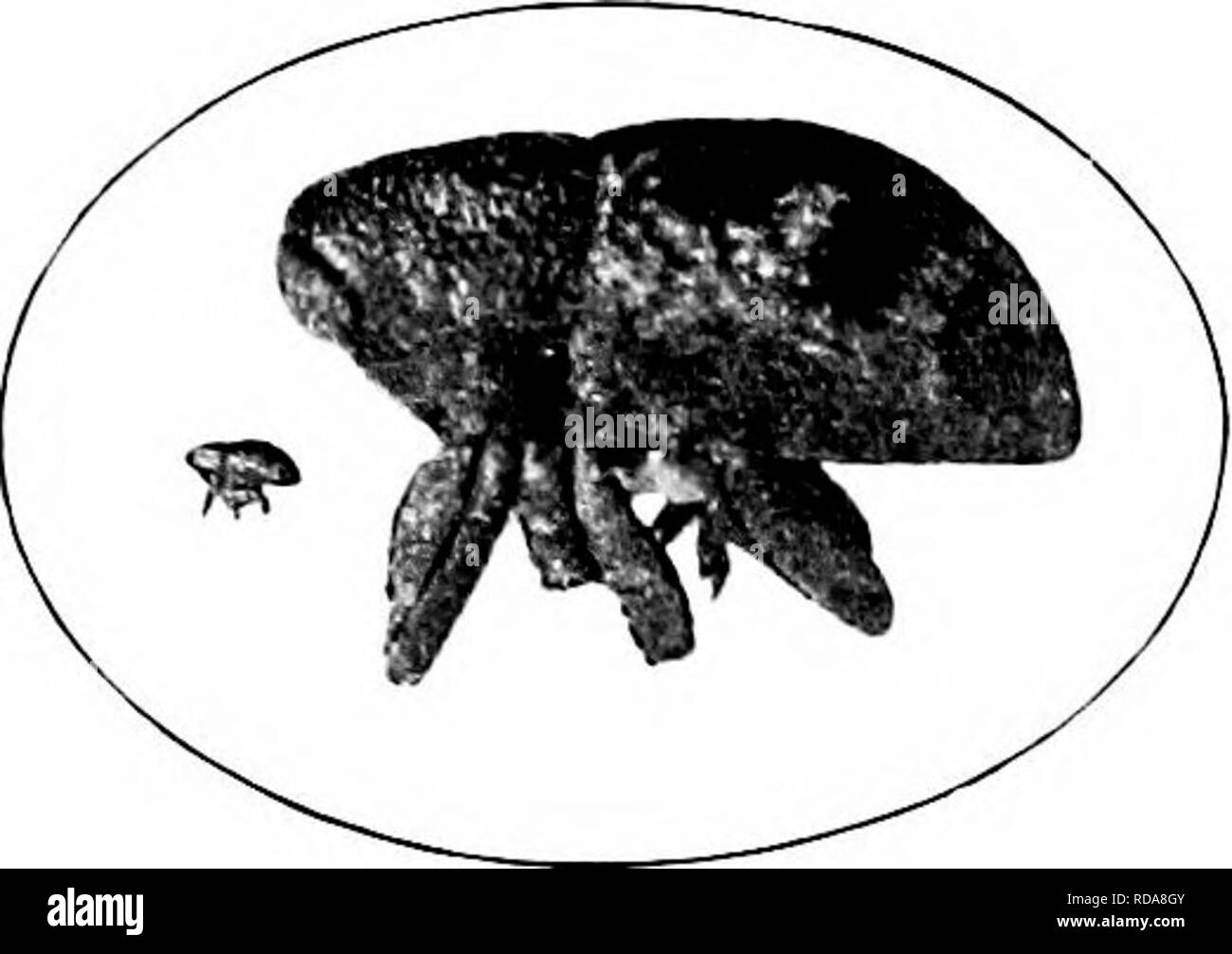 . Schädigende Insekten: Wie zu erkennen und zu steuern. Insekten und Schädlinge. Langweilig IN DER KRONE 233 die Erdbeere Krone - Borer {Tijlodcrma fragnriw Riley) das Innere der Krone von erdbeerpflanzen ist ausgehöhlt ont durch eine wliite, Dick-bodied grub, ein Viertel eines Zoll lang, mit einem braunen Kopf. Der Erwachsene ist eine kleine, darlv Käfer, ein Fünftel eines Zoll lang, mit drei dunkler Flecken in Richtung der Außenkante jeder Flügel abdecken. Es entsteht im Herbst. Bitte beachten Sie, dass diese Bilder aus gescannten Seite Bilder, die digital aus Gründen der Lesbarkeit - Färbung und eine verbesserte wurden extrahiert werden Stockfoto