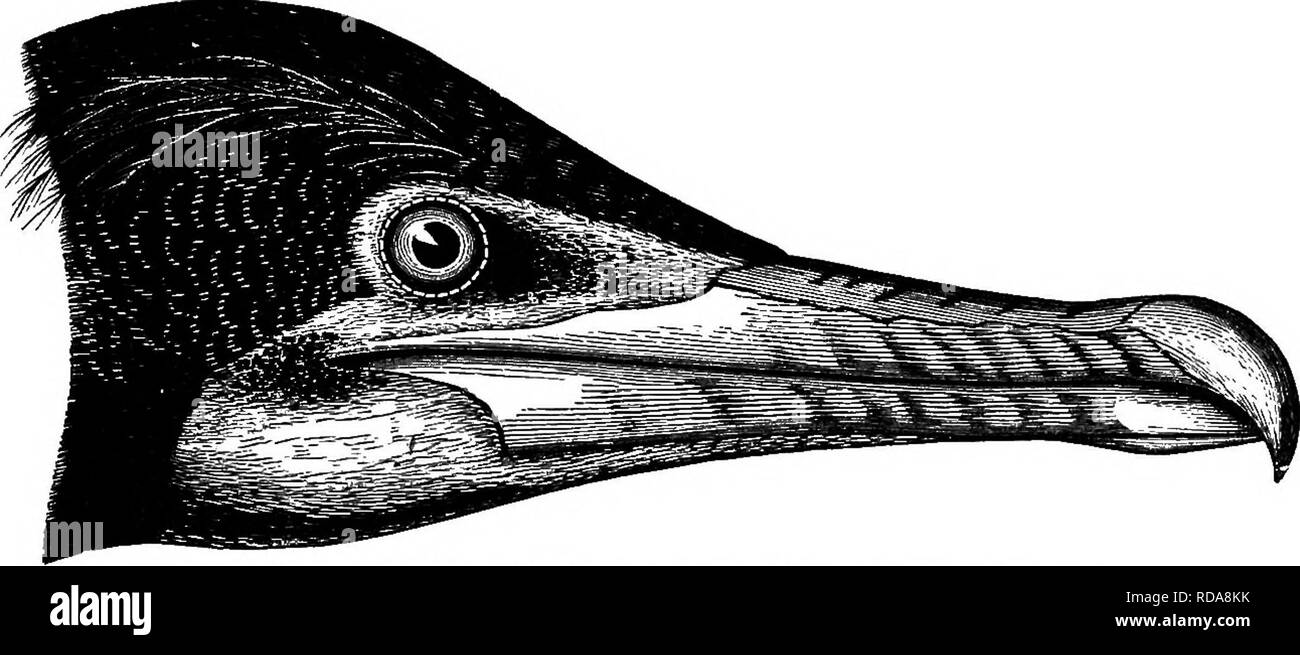 . Schlüssel für nordamerikanische Vögel. Enthält eine kurze Beschreibung aller Arten von Wohn- und fossiler Vogel bei vom Kontinent nördlich der mexikanischen Grenze und die Vereinigten Staaten, inklusive der Grönland und unteren Kalifornien, mit dem bekannten vorhanden sind allgemeine Ornithologie: einen Überblick über die Struktur und die Systematik der Vögel; und Feld Ornithologie, ein Handbuch für die Sammlung, Erstellung und Erhaltung der Vögel aufgenommen. Vögel, Vögel. PHALACROCOBACIBJE: COBMOBANTS. 727 bronzy-grau, schwarz-umrandete; Stacheln und Schwanz gräulich-blaek; Füße schwarz. Im Sommer, wenn die Zucht, einen weißen Flanke - Patch, zahlreiche lange. Stockfoto