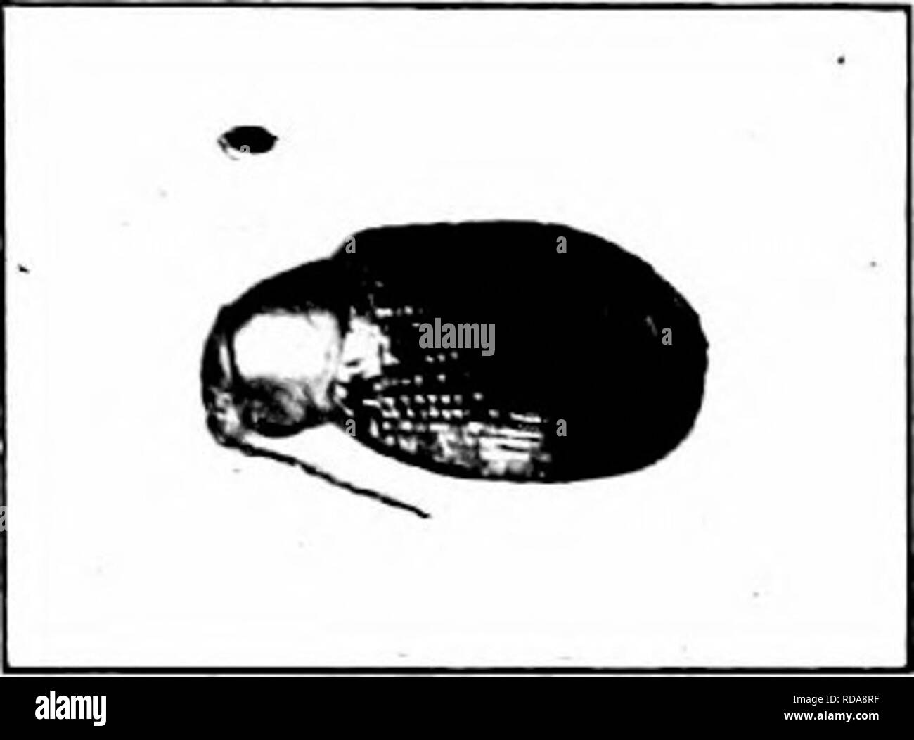 . Schädigende Insekten: Wie zu erkennen und zu steuern. Insekten und Schädlinge. Abb. 172. ÂThi' Süßkartoffel Flohmarkt-Käfer. Erweiterten und nat-ural Größe. Original. Insekten, ein 16 Zoll lang. In tlu 'ee oder fom" Wochen die Käfer praktisch alle enttäuschend - Birne, ha" ing zu den wilden Pflanzen von verwandten Arten migriert. Die einzige Verletzung ist zu Beginn der Saison. Wenn Sie die Einstellung, Eintauchen des Tops, aber nicht die Wurzeln der Pflanzen Eintauchen in arsenat von führen. Ich'-se 1 Pfund von lead Arsenate, S oder 10 Gallonen Wasser. Darüber hinaus sind die Pflanzen - Ith arsenat von Blei etwa zehn Spray Stockfoto