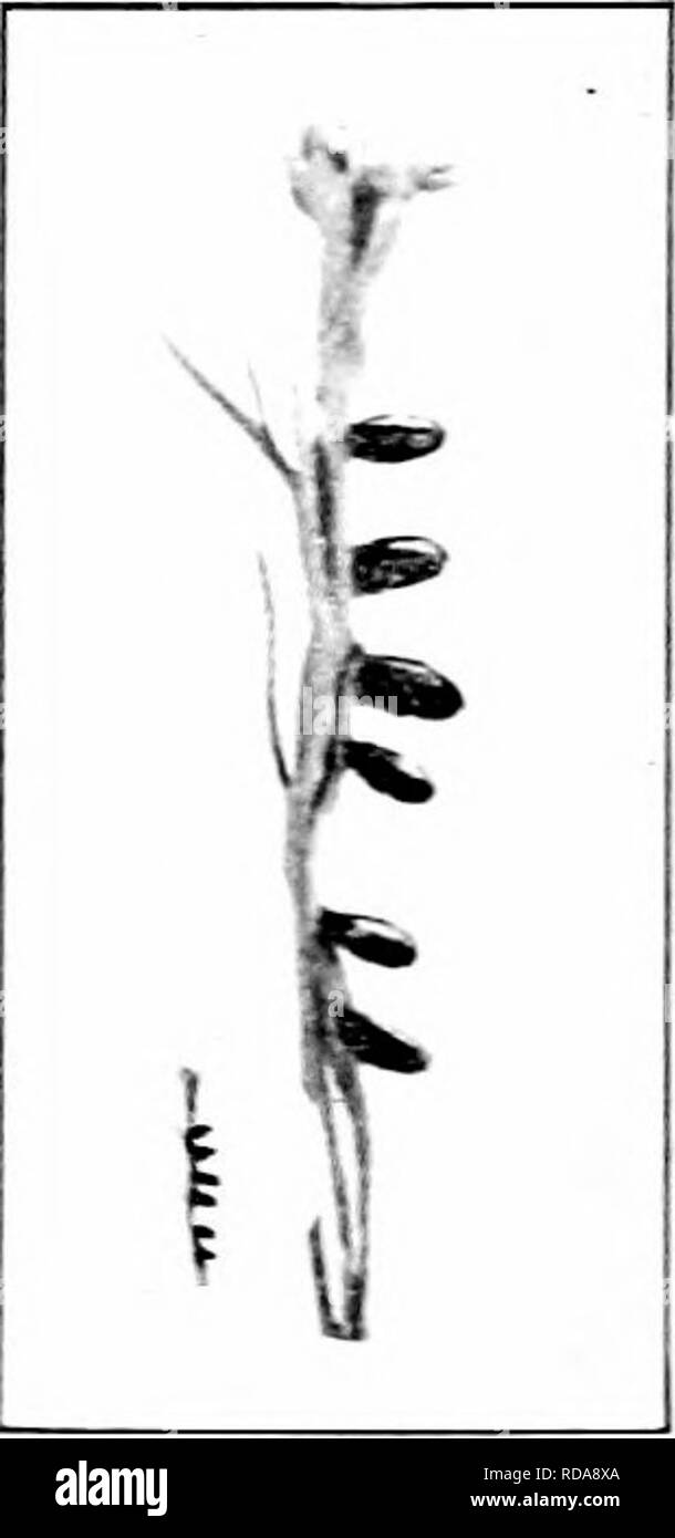 . Schädigende Insekten: Wie zu erkennen und zu steuern. Insekten und Schädlinge. Abb. 1.54. - Die 12-spotted Cu cumber Käfer. Vergrößert und Natu ral Größe. Orisinal. m Farbe und verzierten ack Flecken auf seinem Rücken. Sein Haupt mit zwölf ist Schwarz. Die Erwachsenen entfernt im Winter und im zeitigen Frühjahr erscheinen. Es gibt zwei Generationen im Norden, und wahrscheinlich mehr in den Süden. Hilfsmittel für die erwachsenen Käfer sind dieselben wie die für den gestreiften Gurke Käfer. Tbe Spargel Käfer iCrioccris Boih asparagi Linn.) die jungen Triebe und die grünen Wipfel der Spargel sind von t angegriffen Stockfoto