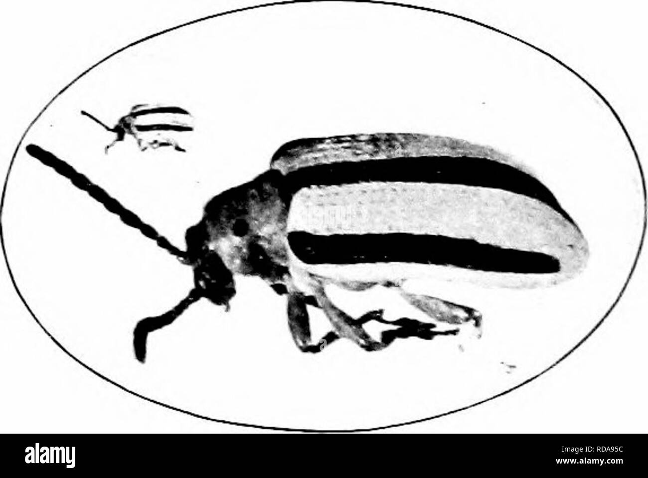 . Schädigende Insekten: Wie zu erkennen und zu steuern. Insekten und Schädlinge. Die drei - hned Kartoffel Käfer (Lema trilineaia Ohv.) Schädigung durch tliis Arten ist ungefähr das Gleiche wie das getan liy der Colorado potato-l:&gt; eetle. Die Eier sind entlang der Mittelrippe der Blätter gelegt. Die Larve deckt sich mit einer Masse von excre- ment. Der Erwachsene ist eine Hand - einige Käfer, seinen Körper gestreift mit hellen Gelb und Schwarz. T.1^,. ,. 1 1-f "Ich &Lt;^ - 1 - ^5. Die drei - Kartoffel der Länge 1 $ ein litt e mehr als-R, ori-r i i j Â" i - "Käfer gesäumt. Vergrößert und natürliche Größe. eine tlurd Zoll. Es Stockfoto