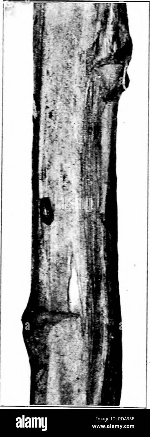 . Schädigende Insekten: Wie zu erkennen und zu steuern. Insekten und Schädlinge. 138 SCHÄDLINGE DER GAEDEy AyL FIELh Pflanzen grün zu den Kohl? In der Seed Bett wahrscheinlich wiU sen^e zu vergiften, genug der erwachsenen Käfer Schädigung durch die Maden reduzieren. Den Spargel Miner iAgromyza simplex Loew) unregelmäßige Minen befinden sich unterhalb der Außenhaut des asparagtis Stängel. Häufig wird die Oberfläche gebrochen werden und wieder ein, und unter den winzigen braunen puparium gesehen werden. wie Leinsamen. Die Larve, die bewirkt, dass die Verletzung, die ich; ein fusslosen Maden ein Fünftel eines Zoll lang, weiß, verjüngt sich. Stockfoto