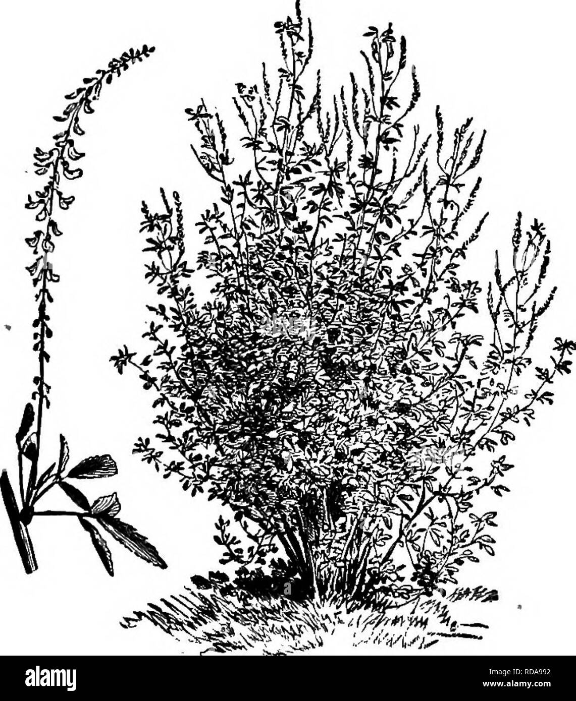 . Langstroth auf dem Hive & Amp; Honig Biene. Bienen. 40 U Weideland und Überweidung. Wenn.cut früh als Futter verwendet werden, es blüht später als Weißer Klee und bis zum Frost. Es ist eine Biennale. Nach dem Landwirtschaftsministerium der Vereinigten Staaten gibt es zwei Arten von gelben Honigklee, "Melilotus offl - cinalis" (Abb. 162) eine Biennale, und "rtielUotus indioa", kleinere und jährliche.. Schwein. 161. SWEET CLOVER. Melilotus Alba. (Von Vllmorin-Andrieux, Paris.) Die verschiedenen Sorten von Smart - Unkraut (persicaria), golden-Rod, Buchweizen, Astern, Bügeleisen - Unkraut, Spanisch - Nadeln in niedrigen Ländern Stockfoto