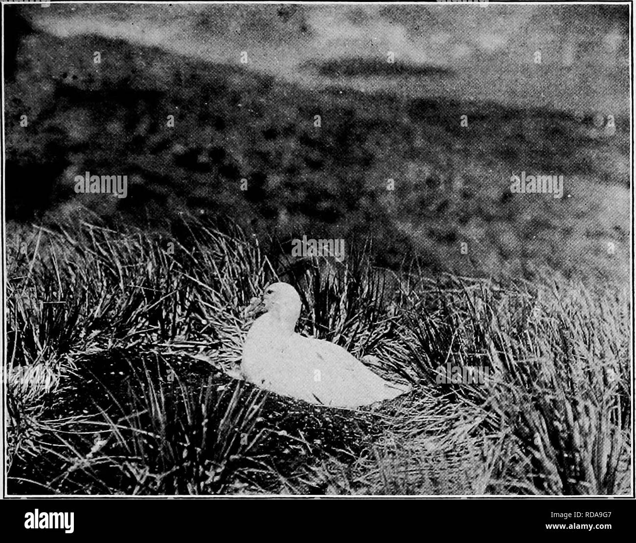 . Lebensgeschichten der Nordamerikanischen Sturmvögel und Pelikane und ihre Verbündeten: Bestellen und bestellen Tubinares Steganopodes. Pelikane; Turbinares; Pelecaniformes; Vögel. Us NATIONAL MUSEUM BULLETIN 121 PL. 9. South Georgia. R.C. Murphy. - ..^ ip' v â¢â¢'Â'Â'Â¢â â ¢. . R.: 'r Falkland Inseln. Riesige Eissturmvogel. Beschreibung siehe paqe 330. R. H. Beck.. Bitte beachten Sie, dass diese Bilder sind von der gescannten Seite Bilder, die digital für die Lesbarkeit verbessert haben mögen - Färbung und Aussehen dieser Abbildungen können nicht perfekt dem Original ähneln. extrahiert. Geknickt, Arthur Cleveland, 18. Stockfoto