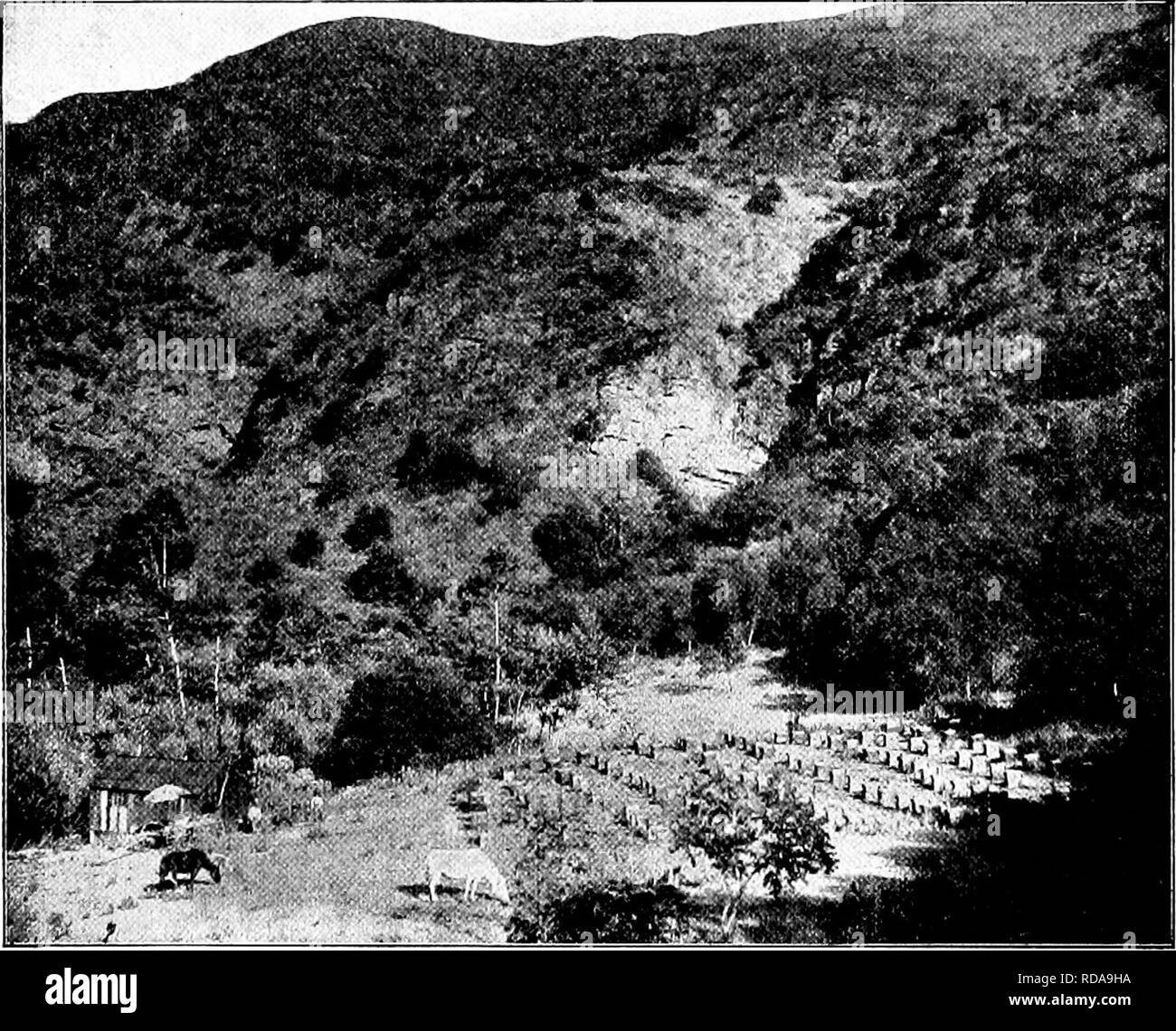 . Langstroth auf dem Hive & Amp; Honig Biene. Bienen. 290 Rennen oder Bienen. 547. "Es ist erstaunlich, i.e. wliat unzählige schwärmen die Bienen den Fernen Westen withiu aber eine mäßige Zahl von Jahren alles Land besetzt haben. Die Indianer betrachten tliem die Vorboten des weißen Mannes, als der Büffel ist der Rote Mann, und sagen, dass, in dem Maße, wie die Biene Vorschüsse, die indische und die Buffalo re-Reifen haben Sie beeu die Vorboten der Zivilisation, stetig. Schwein. 112. Ein BIENENHAUS IN KALIFORNIEN. (Aus der "American Bee Journal.") vor, wie Sie die Vorschüsse des Atlantik Grenzen; und einige der alten Siedler o Stockfoto