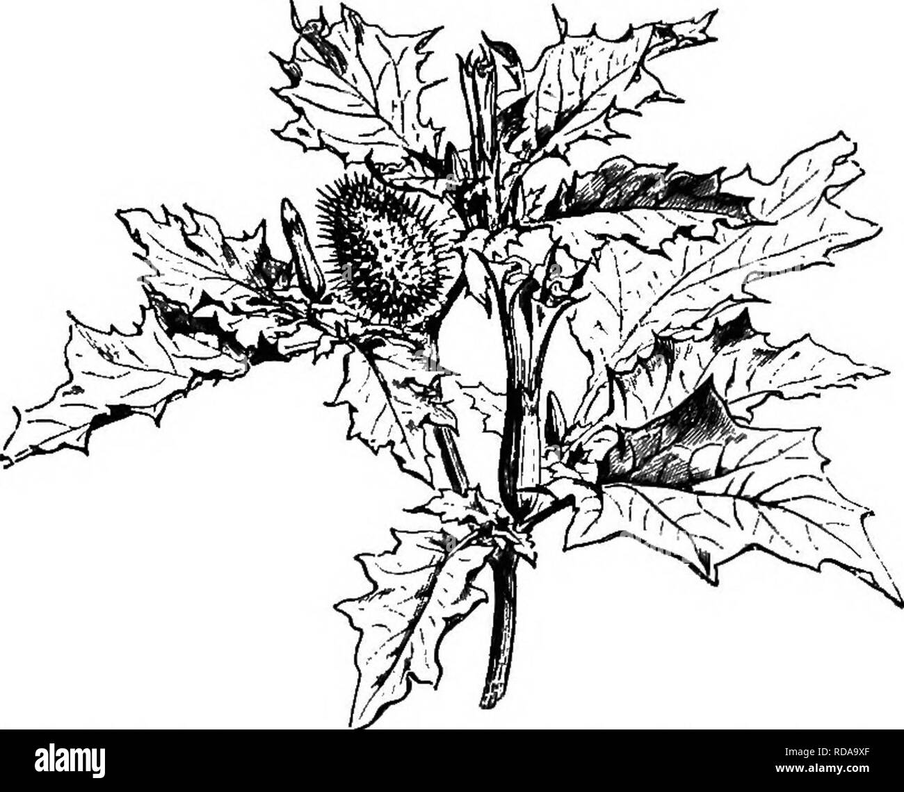 . Ein Lehrbuch der Botanik für die Sekundarstufe. Botanik. DICOTYLEDONS: SYMPETALiE 305 eine kleine verwandte Familie. Ein sehr Ge- neral Merkmal der Nachtschatten ist deren Rang-duftenden Laub, Blätter und. Abb. 291.-Zweig von Thorn - Apple (Familie der Nachtschattengewächse), Blumen und Obst.- Nach Baillon. Früchte, von denen einige nur sehr giftig. Unter den bekannten Pflanzen sind Capsicum (Paprika), Kirsche, Belladonna, matri-mony Weinstock, Bilsenkraut, petu-nia, und Thorn - Apple (Jim - Sohn - Weed) (Abbn. 291 und 292); während die drei fol-genden eine große kommerzielle Bedeutung: Kartoffel - Dies die meisten com-mo Stockfoto