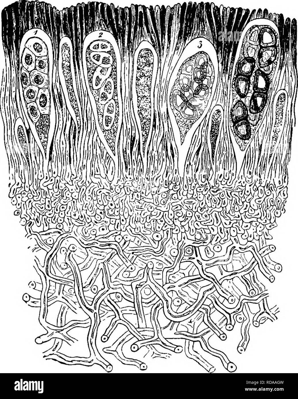 . Ein Lehrbuch der Botanik für die Sekundarstufe. Botanik. 162 ein Lehrbuch der Botanik wurde festgestellt, dass die Alge hchen - ganz unabhängig von der hchen - Pilz leben können. In der Tat, die verstrickt Algen oft als mit Formen unabhängig leben identisch sind, die in der Regel bestimmte blau-grün. Abb. 158,- viel vergrößerten Teil des Futter Schicht, aus der die Asci (1, -, 3, 4) Mit ihren enthaltenen Si&gt; Orks.-.^n ach Sachh. Algen und einige der einfacheren grün Algro. Auf der anderen Seite, es wurde festgestellt, dass die Flechten - Pilz ist komplett abhängig von der Algse; für die Ge Stockfoto