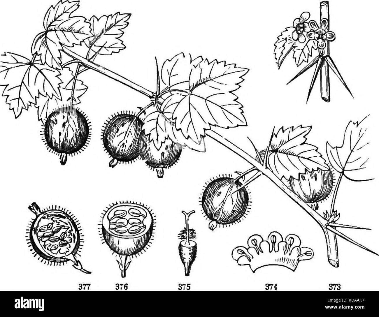 . Botanik für Jugendliche und Schulen. Wie Pflanzen wachsen, eine einfache Einführung in die Botanik. Mit einem beliebten Flora, oder eine Anordnung und Beschreibung der gemeinsamen Anlagen, Wild- und kultiviert. Botanik; Botanik. 40. Johannisbeere Familie. Um GKOSSULACE ^.. ^" besteht aus der C urran ts und Stachelbeeren, die dieselbe Botan - ical Gattung gehören. Sträucher, mit alternativen abgerundet und Ra-diate-Geäderte Blätter; das Rohr des Kelchs kohärente â Mit der ein-celled Eierstock, und weiter oben es in eine Schale, die oft gefärbt ist, wie ein Corolla und trägt die 5 kleine Blütenblätter und 5 Staubblätter. Stockfoto