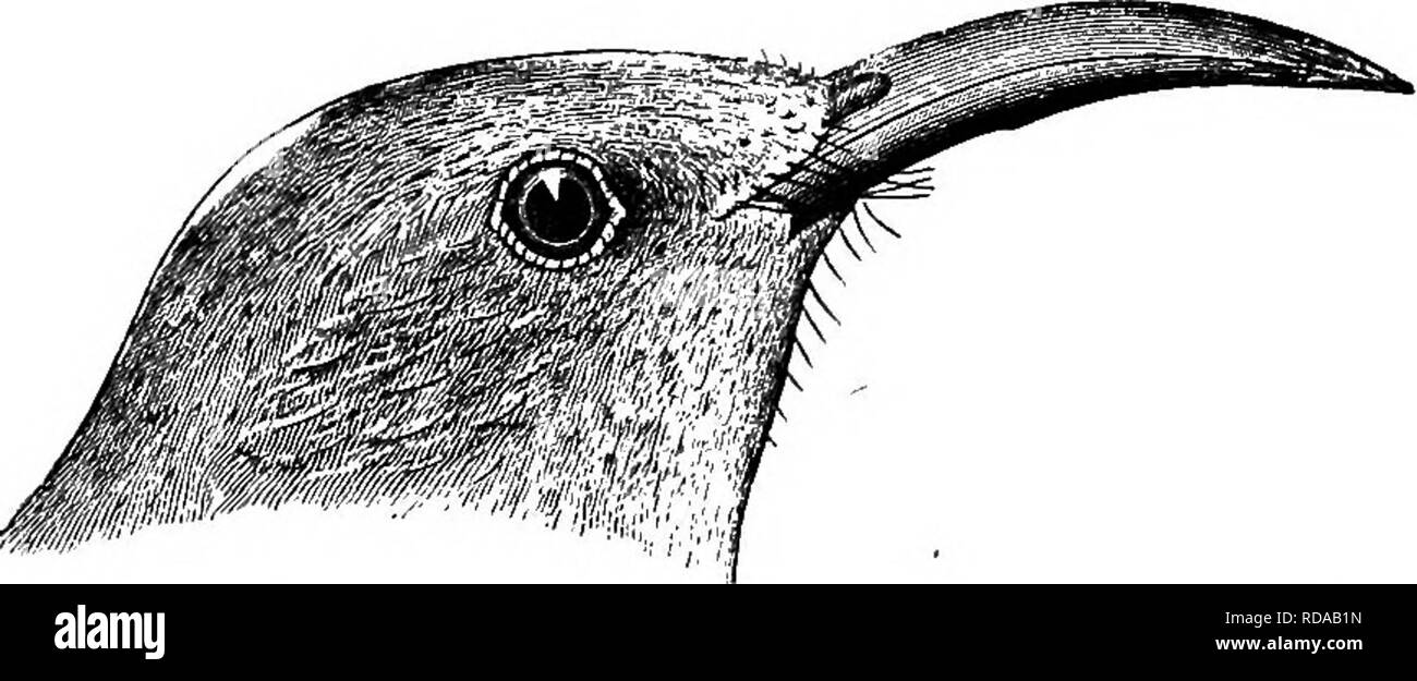 . Schlüssel für nordamerikanische Vögel. Enthält eine kurze Beschreibung aller Arten von Wohn- und fossiler Vogel bei vom Kontinent nördlich der mexikanischen Grenze und die Vereinigten Staaten, inklusive der Grönland und unteren Kalifornien, mit dem bekannten vorhanden sind allgemeine Ornithologie: einen Überblick über die Struktur und die Systematik der Vögel; und Feld Ornithologie, ein Handbuch für die Sammlung, Erstellung und Erhaltung der Vögel aufgenommen. Vögel, Vögel. Abb. 124. - St. Lucas Thrasher, Nat, Größe, Del. E.C.) (Ad Nat.. Bitte beachten Sie, dass diese Bilder aus gescannten Seite Bilder, die digital enha wurden extrahiert werden Stockfoto