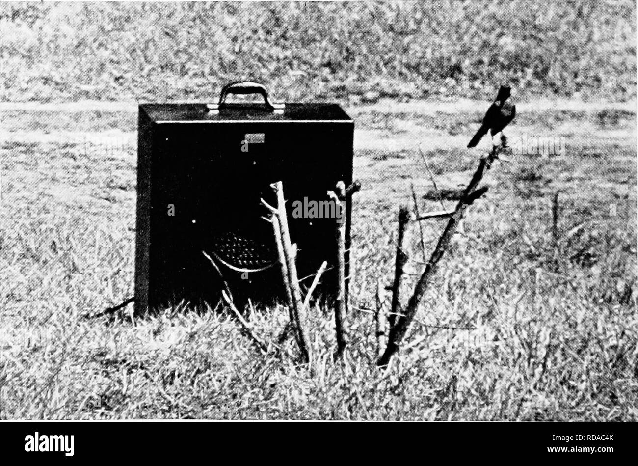 . [Artikel über Vögel von National Geographic Magazin]. Vögel. Ein goldener Adler schreit AM MIKROFON entgegen der landläufigen Meinung, diese Adler sind scheue Vögel und nur wegen Ihrer extremen Vorsicht sind sie in der Lage gewesen, in den meisten Teilen der Rocky Mountain Region zu bestehen. Sie nisten in der Regel an unzugänglichen Felsvorsprünge, aber gelegentlich in den Wipfeln der hohen Bäume. Ihr Protest ist eher enttäuschend. Diese oungster hat erst vor kurzem das Nest verlassen (Seite 712). A I'UZZLED MOCKINGBIRD SUCHT EINEN RIVALEN IN EINER LAUTEN - der Vogel Lautsprecher seiner eigenen Stimme, die zuvor aufgezeichnet wurden, Aus Stockfoto