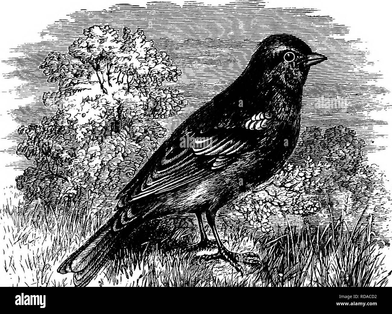 . Ländliche Vogelwelt von England: Essays über die Ornithologie, mit Anweisungen für die Erhaltung der Objekte in Bezug auf die Wissenschaft. Vögel, Vögel. Â' P^^:^ kMâ eur mmm 0 rf^^^^ BUCHFINK. TJIÂ £ Buchfink und BERGFINK. Der Buchfink ist eine wenig Chorsänger in Gay Kleidung geschmückt, und gut bekannt, denn es gibt kaum eine Hecke, Garten, Holz, Niederwald oder Gebüsch, das nicht zu einem bestimmten Zeitpunkt des Jahres Buchfinken in Hülle und Fülle enthalten. Sie können ihn leicht erkennen von seinem mo-notonous Schrei des spink - spink, spink - spink - spink, die häufiger und laut ausgesprochen, vorausgesetzt, sie sind in der Nähe seiner ne Stockfoto