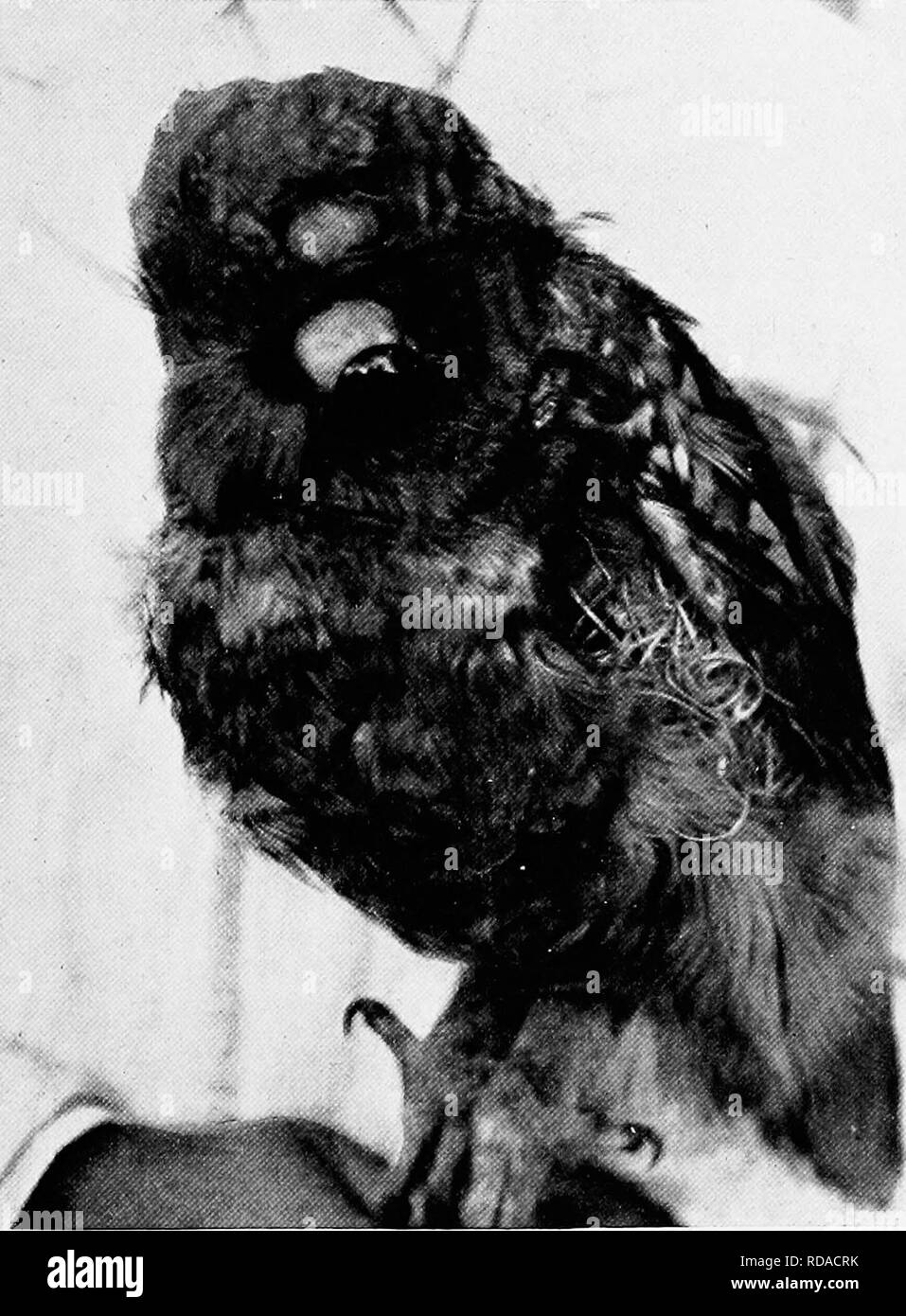 . [Artikel über Vögel von National Geographic Magazin]. Vögel. AX ANGRIFF FR (J.M TIIK SEITE. Fotos von Howard II. Die montierten Cltaves verjähren in OWL NACH DEM KAMPF mit einem Auge hängen durch Zerkleinern von Baumwolle, Loch über dem Auge, und große Mieten in Vogel wo Excelsior ausgesetzt ist. Bitte beachten Sie, dass diese Bilder sind von der gescannten Seite Bilder, die digital für die Lesbarkeit verbessert haben mögen - Färbung und Aussehen dieser Abbildungen können nicht perfekt dem Original ähneln. extrahiert. Washington, D.C.: National Geographic Society Stockfoto