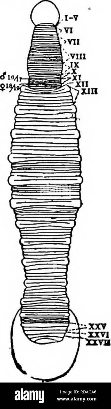 . Süßwasser-Biologie. Süßwasser-Biologie. Abb. iooi. Actinobdclla inequian - nulata. Aanulation, sensillae und dorsale kutane Papillen der anterioren zwölf Somiten. Pos-terior Ende mit Sauger von der Seite. X20. (Nach Moore.) ml' md dl dm 33 (2) Körper gliedert sich in einen schmalen anterior und eine breitere Seitenzahnbereich; wenig gedrückt; Augen, wenn vorhanden in der Regel gut voneinander getrennt sind; Magen in der Regel nur mit einer posterioren Paar von mehr oder weniger Alt-friedrichsfelde ceca. Familie Ichthyobdellidae. 34 34 (3 s) Vollständigen somiten von 12-14 sehr kurze annuli; keine ausgeprägte seitliche Vesikel; Augen ein oder zwei Paare; Klein. Pa Stockfoto