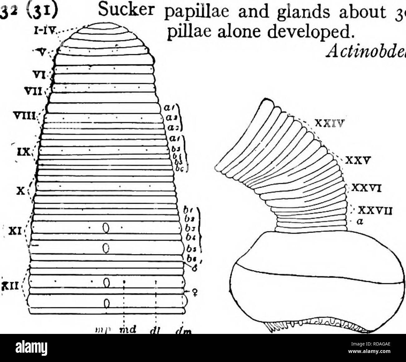 . Süßwasser-Biologie. Süßwasser-Biologie. Der BLUTEGEL (HIRUDINEA) 655 30 (29) Vollständigen somiten von sechs ungleiche amiuli; Speicheldrüsen diffuse; Magen ceca sieben Paaren; kaudale Sucker mit begrenzten Kreis von Drüsen und Papillen; Augen ein Paar, United; Klein. Wahrscheinlich fisch Parasiten. ActinobdellaMoore igoi. 31 31 (32), Sucker Papillen und Drüsen über 60; fünf Reihe der dorsalen Papillen. Actinohdella annectens Moore 1901. Sucker Papillen und Drüsen über 30; median dorsalen Serie von Pa-pillae allein entwickelt. Actinohdella inequiannulata Moore 1905.. Abb. iooi. Actinobdclla inequian - nulata. Stockfoto