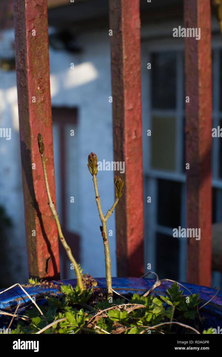 Esche (Fraxinus excelsior), die Sämlinge in Garten Topf gewachsen. Baum von  Ash bedroht Sterben zurück Krankheit Stockfotografie - Alamy