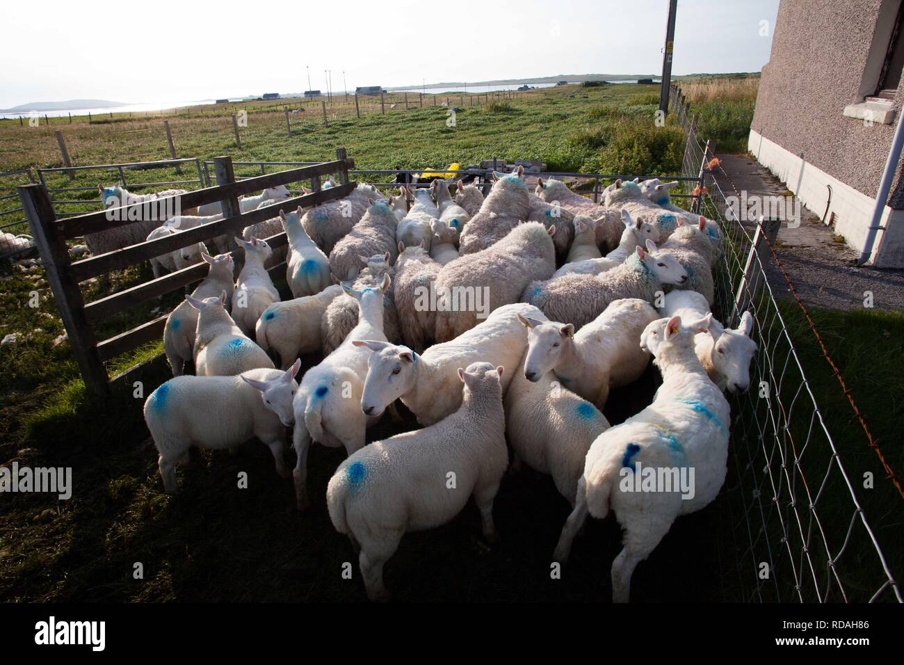 Cross-Rasse Cheviot Schafe abkippte neu, wichtig für ihre Wolle Harris Tweed erstellen Stockfoto