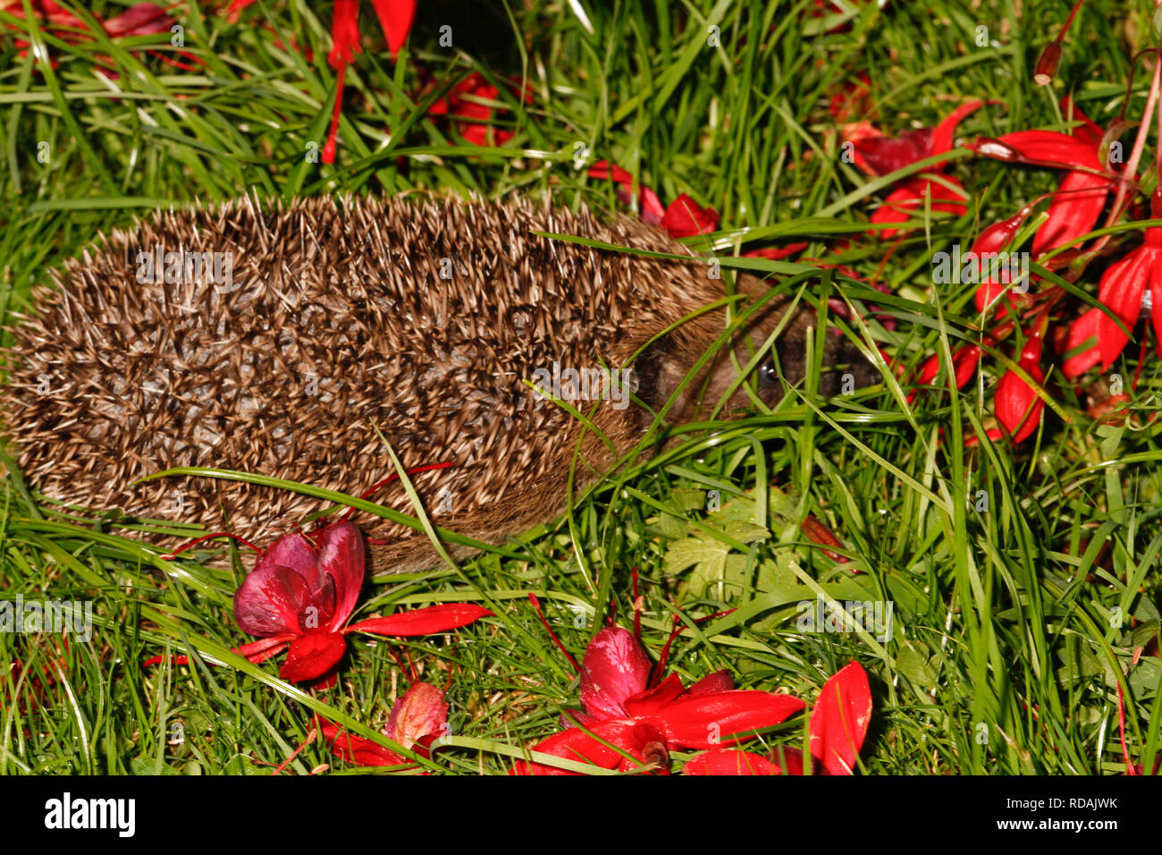 Igel (Erinaceus europaeus) unter Fuschia Bush in der Nacht im Garten, bedrohte Arten, die auf Grund von geeigneten habtat und der zur Verfügung stehenden Nahrung zu Laack Stockfoto