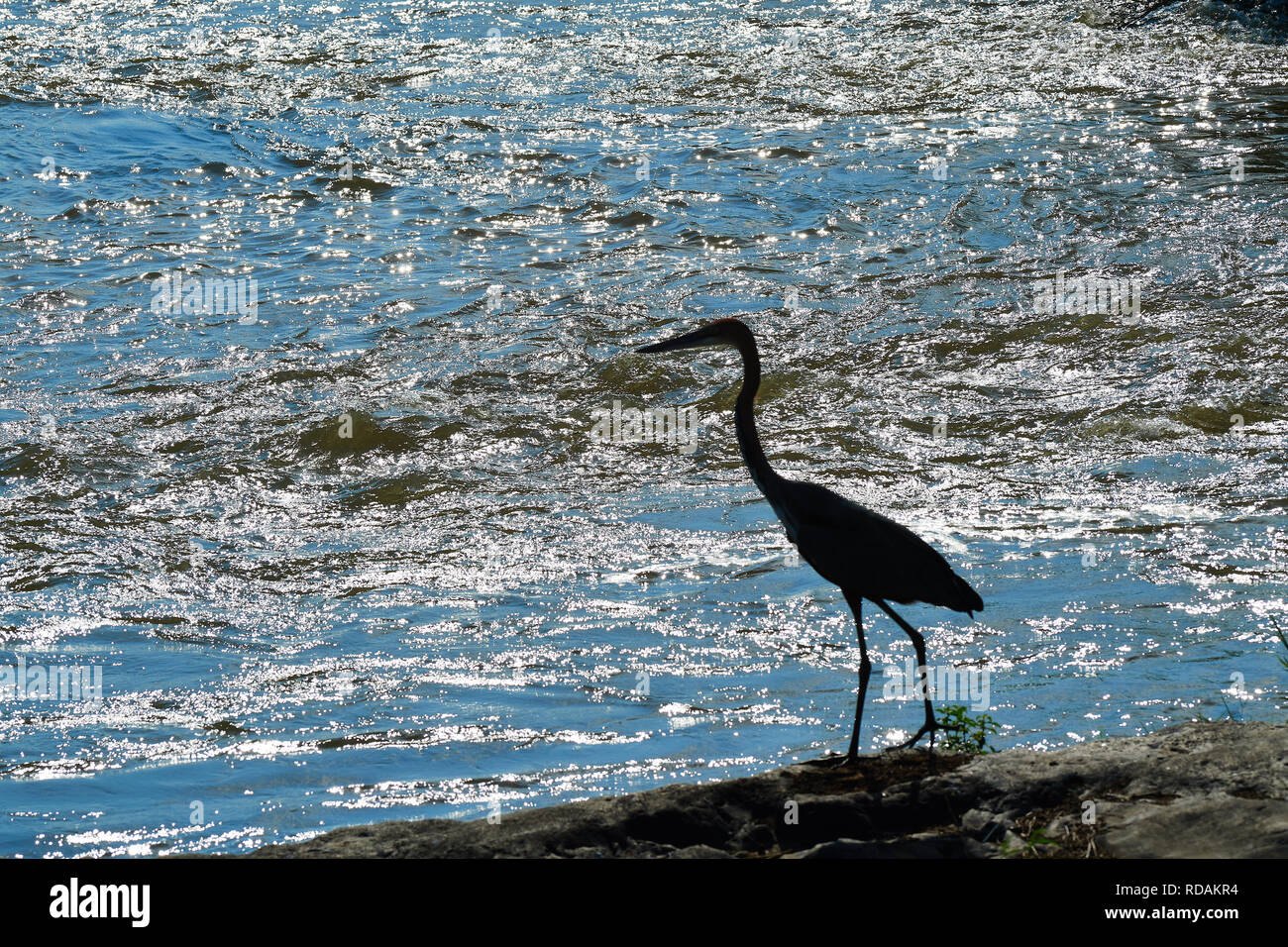 Silhouette von Stork im Kruger Sabie River Stockfoto