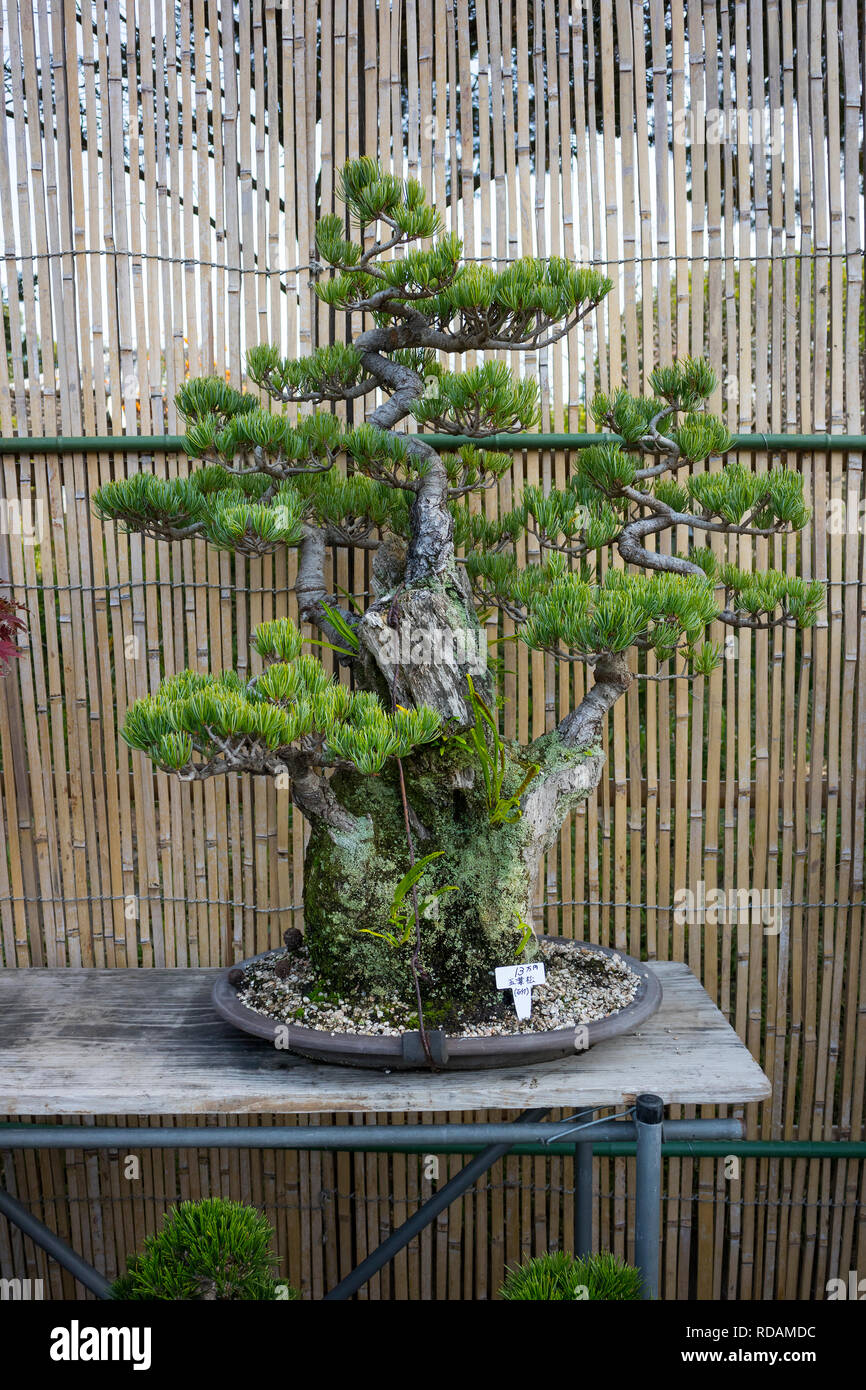 Bonsai Tradition Stockfotos und bilder Kaufen Alamy