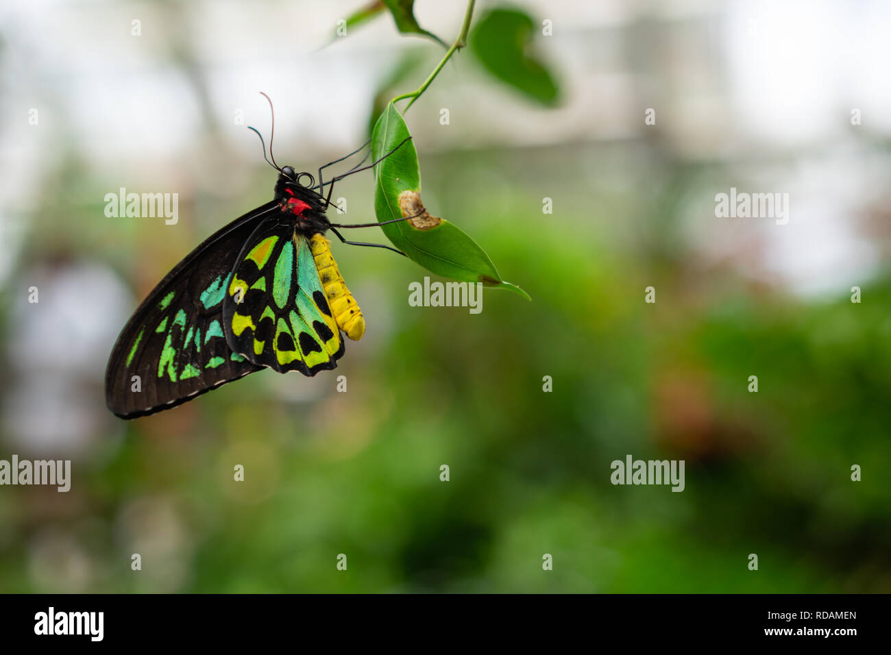 Ein Cairns Birdwing Butterfly, Ornithoptera euphorion thront auf einem Blatt Stockfoto