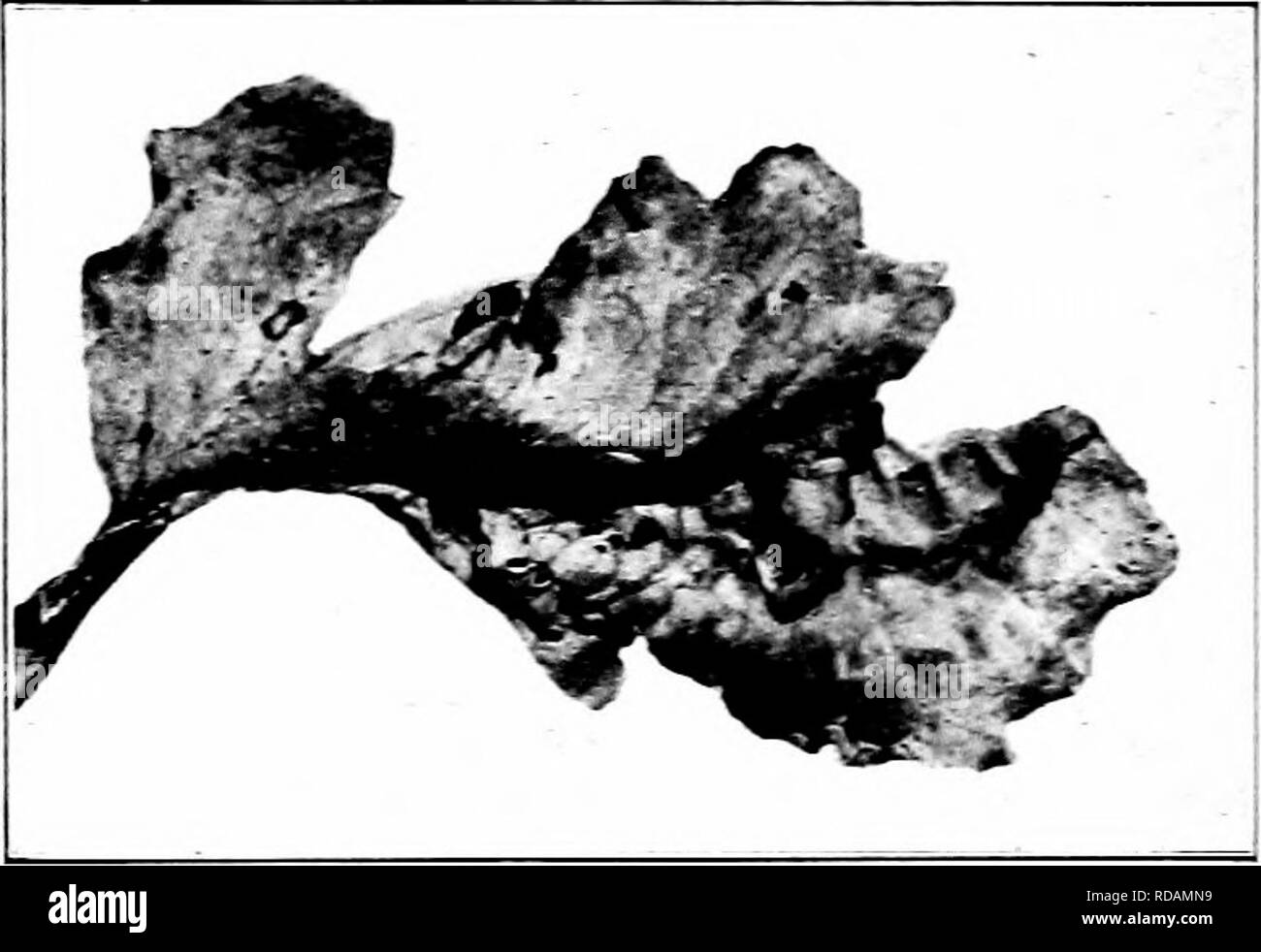 . Schädigende Insekten: Wie zu erkennen und zu steuern. Insekten und Schädlinge. 202 SCHÄDLINGE DER GARDEX AXIi FELDFRÜCHTE auf Bohnen sie durch spraj getötet werden können - ing-svith Tabak extrahieren, oder mit 5 Prozent Kerosin Emulsion. Den Kohl Aphis Aphis{bh-mca Linn.) Kohl, Blumenkohl, und der damit verbundenen Anlagen unterliegen den Befall durch eine Soft-bodied Anlage Laus, die sich in Massen auf der Oberfläche der Blätter sammelt. Die Läuse sind grün, sind aber mit einem Weißlichen, pulverförmige Sekret bedeckt. Der Winter ist da Eier auf der alten Kabine - bage Stümpfe oder Köpfe im Bereich weitergegeben. Möglicherweise gibt es ein Dutzend oder mehr gen-Erat Stockfoto