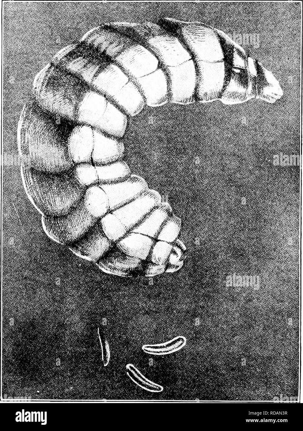 . Langstroth auf dem Hive & Amp; Honig Biene. Bienen. / -: Physiologie DER HONIG-BIENE. Zu schlafen; und streckt sich, bis es die ganze Länge der Zelle einnimmt, Ij'ing - auf den Hack. Das essen in dieser Zeit, ist cliansed Für eine halb verdaute Mischung aus honej' und Pollen. Abb., 28. Eier und LAEVA. (Magnifled nach BarbB.) "Die Mischung aus Honig und Pollen am Ende der Pflege gegeben, wird es leicht durch seine Farbe, der yellower festgestellt, auf ac-. Bitte beachten Sie, dass diese Bilder aus gescannten Seite Bilder, die digital für die Lesbarkeit verbessert haben mögen - Färbung und Aussehen o extrahiert werden Stockfoto