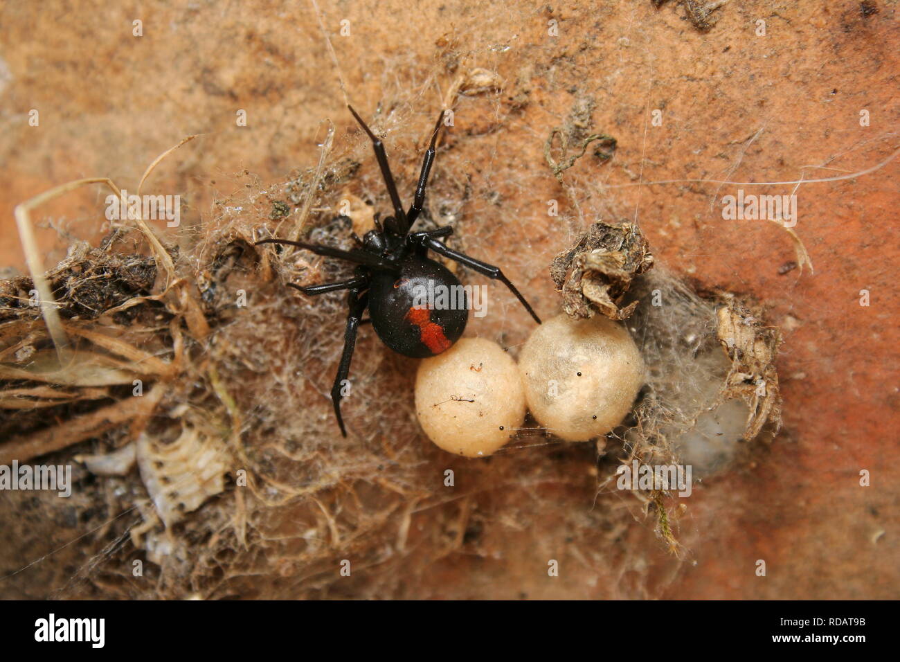 Weibliche Rfeedback-Spinne (Latrodectus hasseltii) mit ihren Eiersäcken. Stockfoto