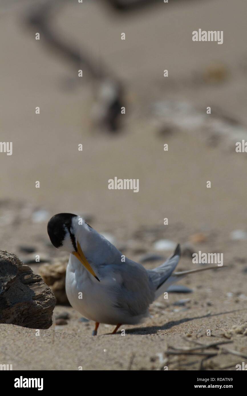 Zwergseeschwalbe (Sterna Albifrons) putzen am Strand, Stockfoto