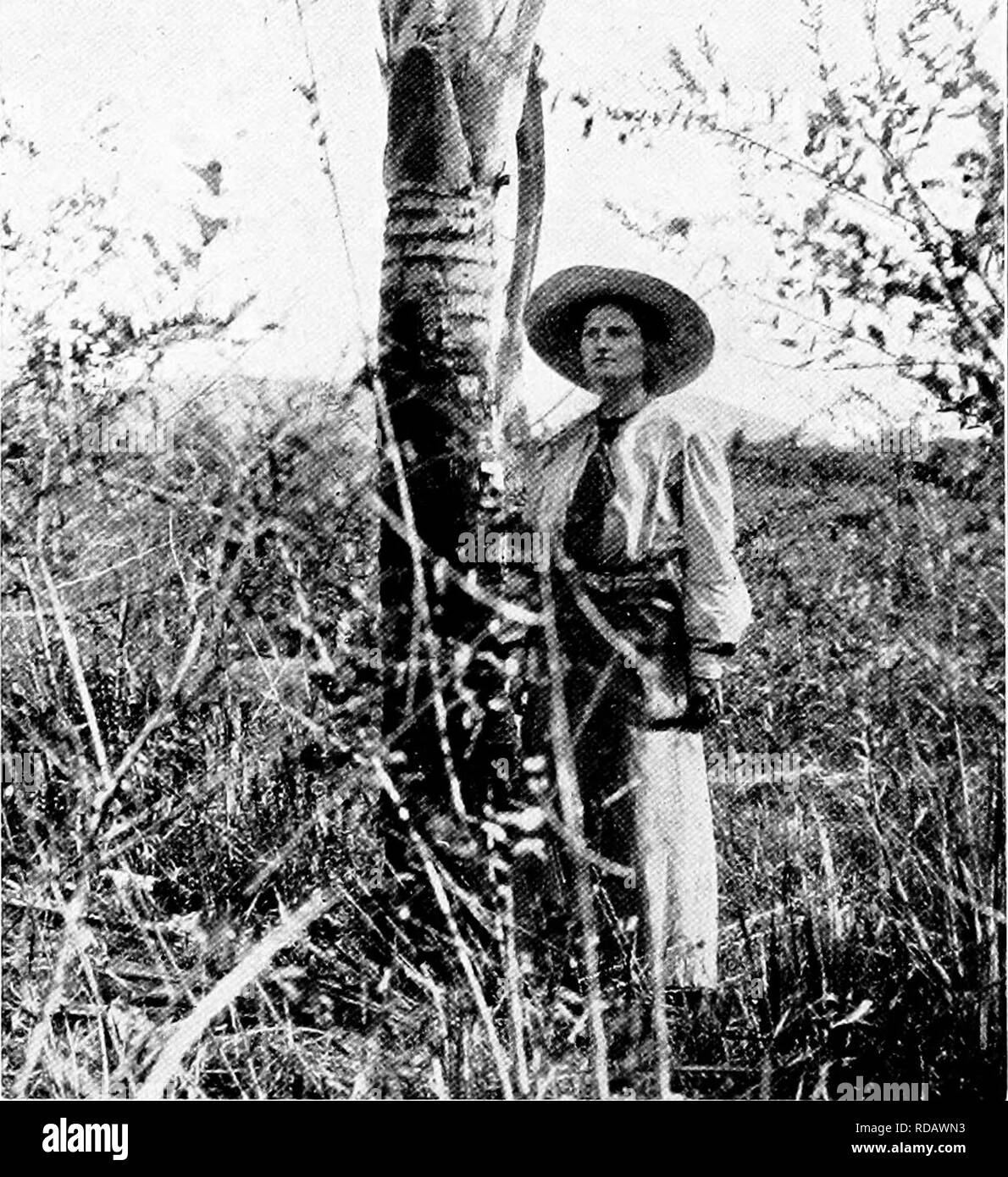 . Unsere Suche nach einer Wüste; ein Konto von zwei ornithologische Expeditionen in Venezuela und in British Guyana. Natural History; Vögel. 64 UNSERE SUCHE NACH EINEM WILDNIS. tancc Arc immer gesehen werden Snowy Reiher^^ und unreifen Blaue Reiher"-Spots von reinstem Weiß, während in der Nähe, die absurderweise zahm, einem großen Hawk ewig langsam, über- oder % / steigt. ti^t^^ f 11,- fm-Abb. - iZ - Die Heimat der Amazon Parrot in der Mitte der Pitch Lake. sitzstangen auf einigen großen Wedel eines hohen Palmen. Es ist ein Miite-headed Caudatus Hawk^^ mit Gefieder der Weiß, für Rücken, Flügel und Schwanz zu speichern. Die beiden am häufigsten vorkommenden smal Stockfoto