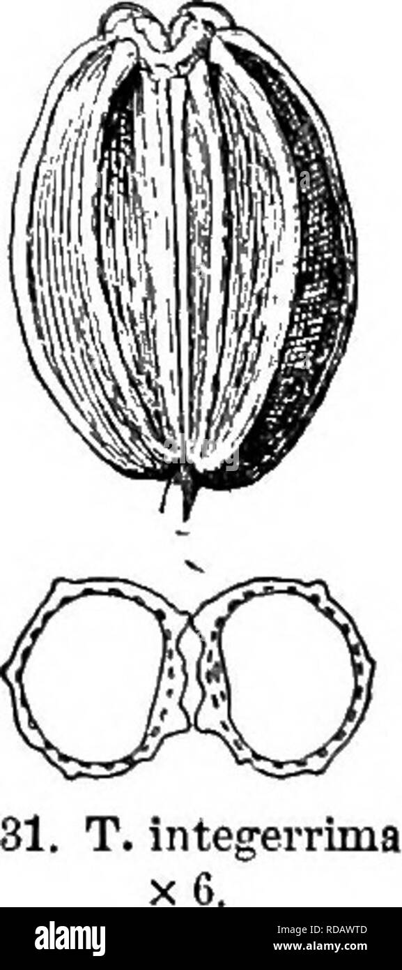 . Gray's neues Handbuch der Botanik. Ein Handbuch der Blütenpflanzen und Farne der Zentral- und Nordosten der USA und das benachbarte Kanada. Botanik. 616 UMBELLIFERAE (PETERSILIE FAMILIE^ stylopodium wollen ; Saatgut terete. - Glatte Stauden, mit meist Thaspium - wie Blätter, keine Hülle, bractlets involucels von kleinen, gelben Blüten, und die zentrale Obst der einzelnen umbellet sessile. Die Blütezeit im Frühjahr. (Für 7 benannt. B. Zie, einem Rheinischen hotanist.) 1. Z aurea (L.) Koch. (Golden Alexanders.) ieo?) es (mit Ausnahme der obersten) 2-i-ternate, die radikale sehr lange - petioled; Merkblätter ovalen bis lanzettlichen, s Stockfoto
