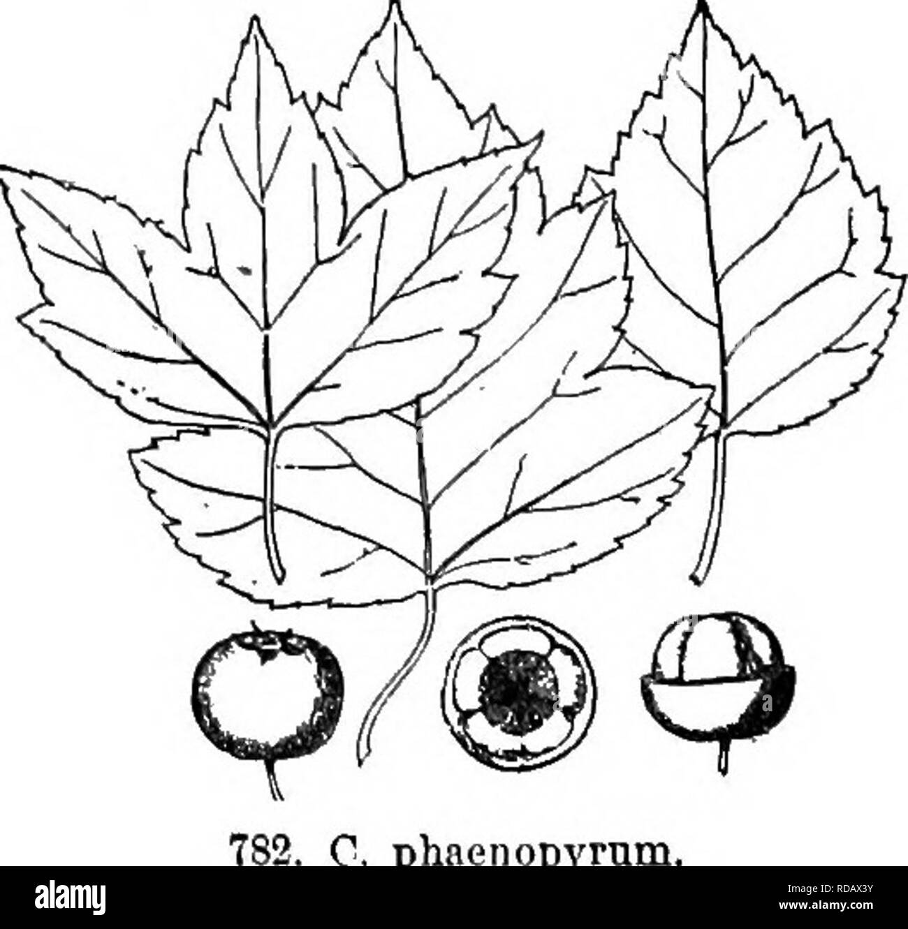 . Gray's neues Handbuch der Botanik. Ein Handbuch der Blütenpflanzen und Farne der Zentral- und Nordosten der USA und das benachbarte Kanada. Botanik. C. Ai 'Doldiana. Calyx - Lappen; Fleisch gelb, Säure; nutlets 8-9 cm. lang; Nest von nutlets 9-10 mm. dick. - Seltene, e. Messe und w. Ct. Fl. Mai; P. 12.08.Abb. 781. 55. C. in Folkestone, Sarg. Blätter eiförmig, breit keilförmige an der Basis zu kürzen, akut in Richtung Apex gelappt, 3-8 cm lang, 2,5-7,5 cm. tvide, subcoriaoeous; Blumen ca. 2 cm breit; Staubblätter etwa 20; Frucht kurz- Ellipsoidischen zu subglobose, purpurrot, 1-1,5 KINDERBETT. thiclt, mit eher pro Stockfoto