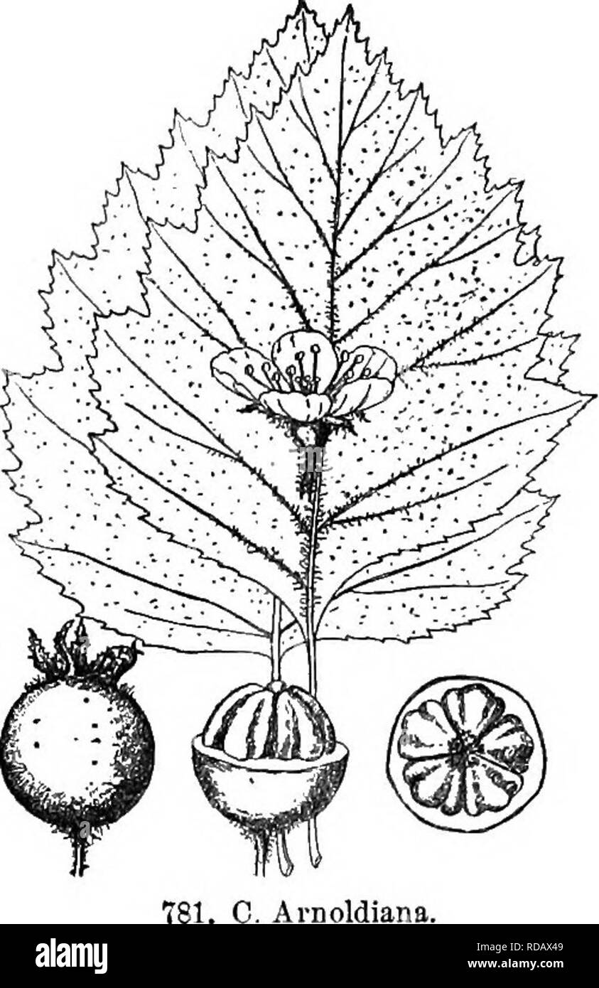 . Gray's neues Handbuch der Botanik. Ein Handbuch der Blütenpflanzen und Farne der Zentral- und Nordosten der USA und das benachbarte Kanada. Botanik. Ich 76 ROSACEAE (llOSE Familie). C. Ai 'Doldiana. Calyx - Lappen; Fleisch gelb, Säure; nutlets 8-9 cm. lang; Nest von nutlets 9-10 mm. dick. - Seltene, e. Messe und w. Ct. Fl. Mai; P. 12.08.Abb. 781. 55. C. in Folkestone, Sarg. Blätter eiförmig, breit keilförmige an der Basis zu kürzen, akut in Richtung Apex gelappt, 3-8 cm lang, 2,5-7,5 cm. tvide, subcoriaoeous; Blumen ca. 2 cm breit; Staubblätter etwa 20; Frucht kurz- Ellipsoidischen zu subglobose, purpurrot, 1-1,5 Stockfoto