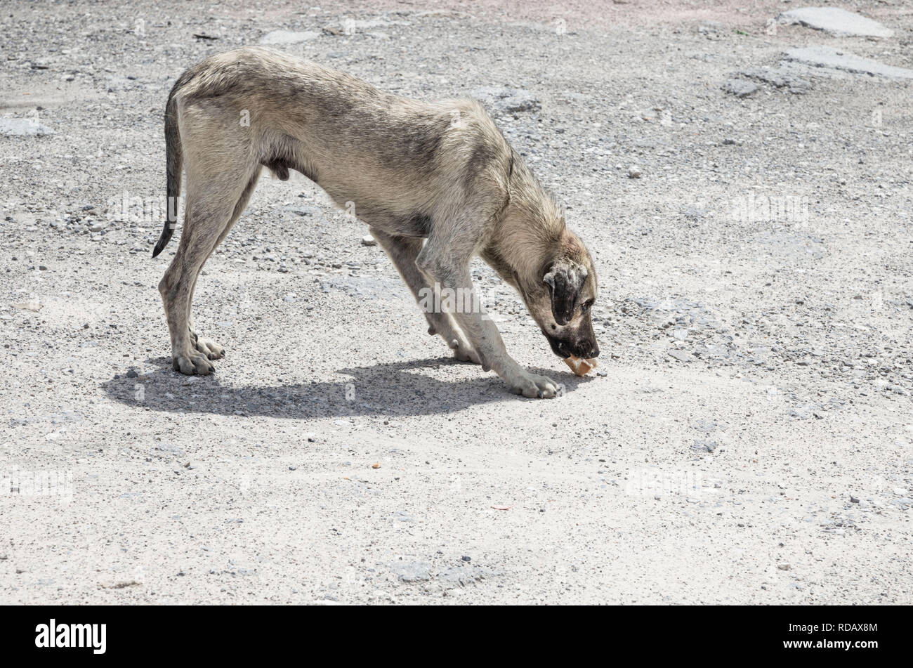 Eine Straße Hund etwas Essen Stockfoto