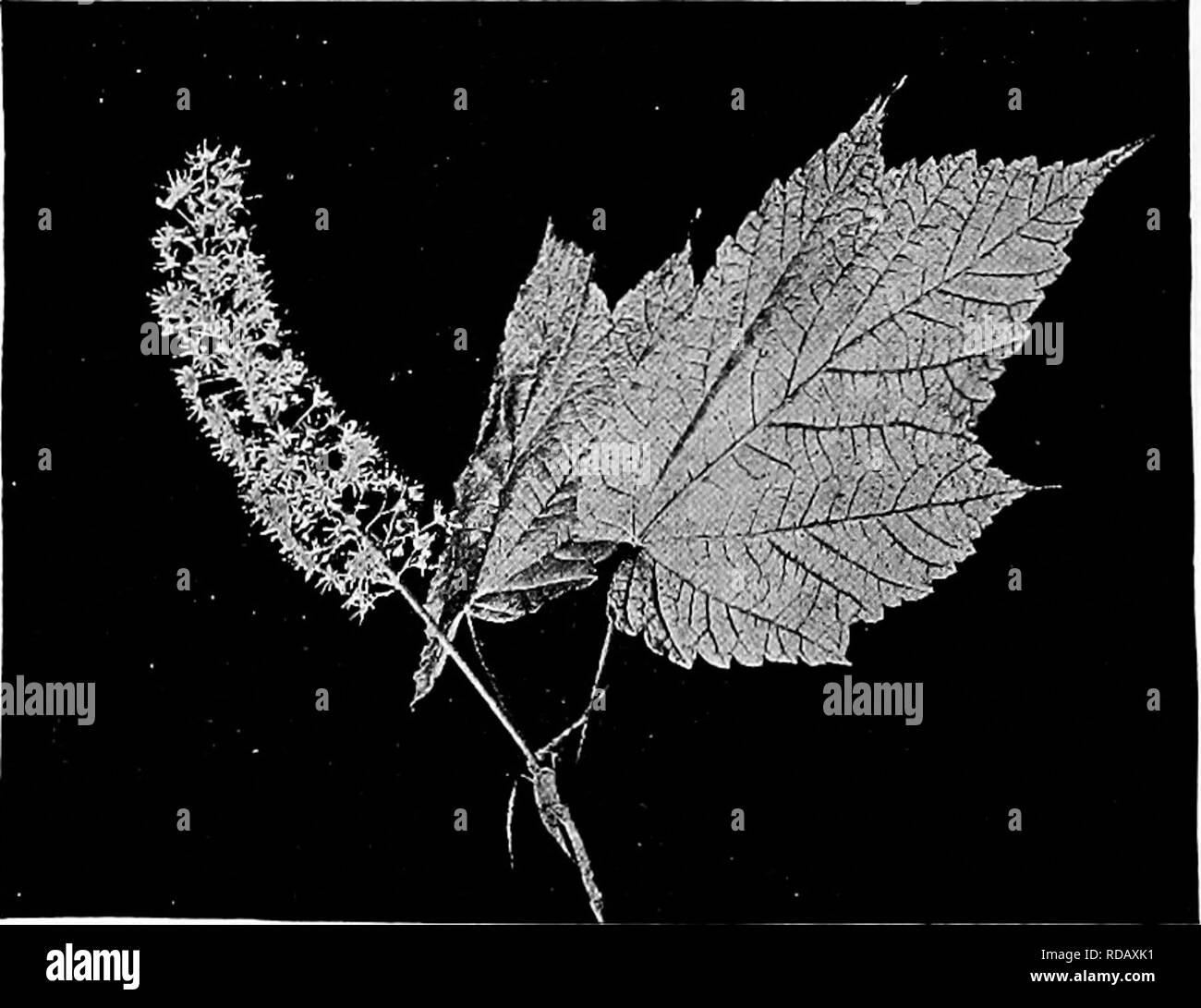 . Handbuch der Natur - Studie für Lehrer und Eltern, auf dem Cornell Natur - Studie Merkblätter. Die Natur studieren. Blüten der Silver Maple. Foto von Ralph Curtis. ist der Stamm drei Fuß über dem Boden? Sie finden können, wenn der Baum gepflanzt wurde? Können Sie sagen, die durch die Form des Baumes, aus welcher Richtung der Wind weht meist? 2. Finden Sie Samen auf ihrem Baum? Jedes Paar von Saatgut ist ein Schlüssel mit dem Namen. Eine Skizze, die den Weg der Samen verbunden sind und die Richtung der Flügel. Die Stammzellen, die der Schlüssel zu den Zweig hält Skizze. Sind beide Samen der Schlüssel gut oder ist leer? Wie sind die s Stockfoto
