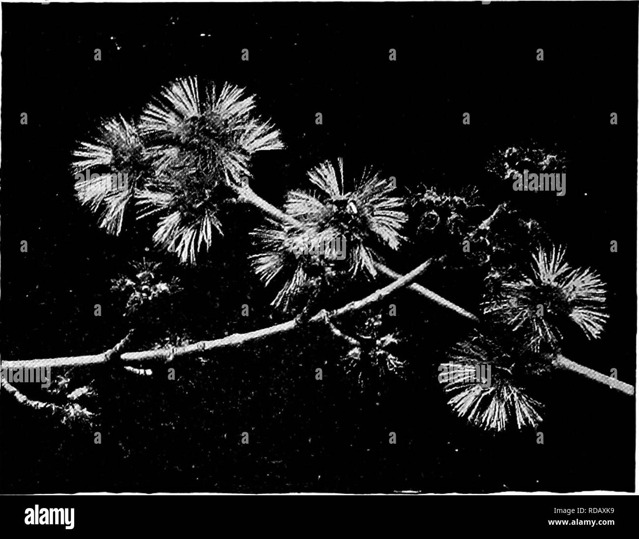 . Handbuch der Natur - Studie für Lehrer und Eltern, auf dem Cornell Natur - Studie Merkblätter. Die Natur studieren. 742 Handbuch der Nature-Study Bäume? Was ist die Form des Kopfes? Was ist die Höhe des Rumpfes unterhalb der Niederlassungen? Was ist die Höhe des Baumes? Wie groß herum. Blüten der Silver Maple. Foto von Ralph Curtis. ist der Stamm drei Fuß über dem Boden? Sie finden können, wenn der Baum gepflanzt wurde? Können Sie sagen, die durch die Form des Baumes, aus welcher Richtung der Wind weht meist? 2. Finden Sie Samen auf ihrem Baum? Jedes Paar von Saatgut ist ein Schlüssel mit dem Namen. Eine Skizze, die t Stockfoto