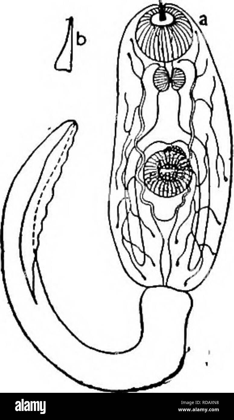 . Süßwasser-Biologie. Süßwasser-Biologie. Parasitische PLATTWÜRMER 4 ig2 i8 (223) Schwanz mit Fin - wie Falten, aber der normale Länge. Cercariae ornatae 219 Zerkarien racemosa Faust. 219 (220) Auge Flecken vorhanden Körper Länge 0,29 mm, Breite o. ii mm. Tail 0,22 mm in der Länge von 0,04 mm breit an der Basis. Körper eiförmig, mündliche sucker Klein, acetabulum etwas kleiner. Speiseröhre lange, Ceca kurze, Erweiterung um acetabulum. Absondernden Tubuli multi-DENDRITISCHE. Schwanz mit seitlichen rulBed fin-falten. Mandrin zarte, dämpfen. In polygonalen sporocysts in der Leber von Lymnaea proxima Lea, sloughs der bittere Wurzel Fluss, Fo Stockfoto