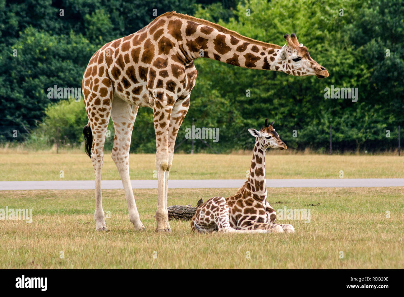 Sextans oder Giraffe mit Nachwuchs Stockfoto