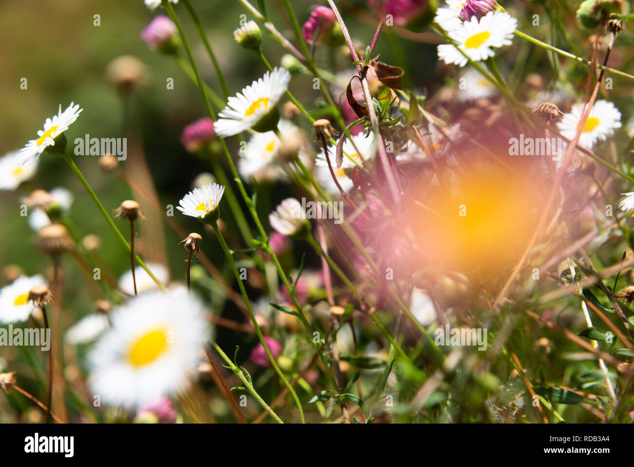 Wiese mit vielen blühenden Gänseblümchen. Stockfoto