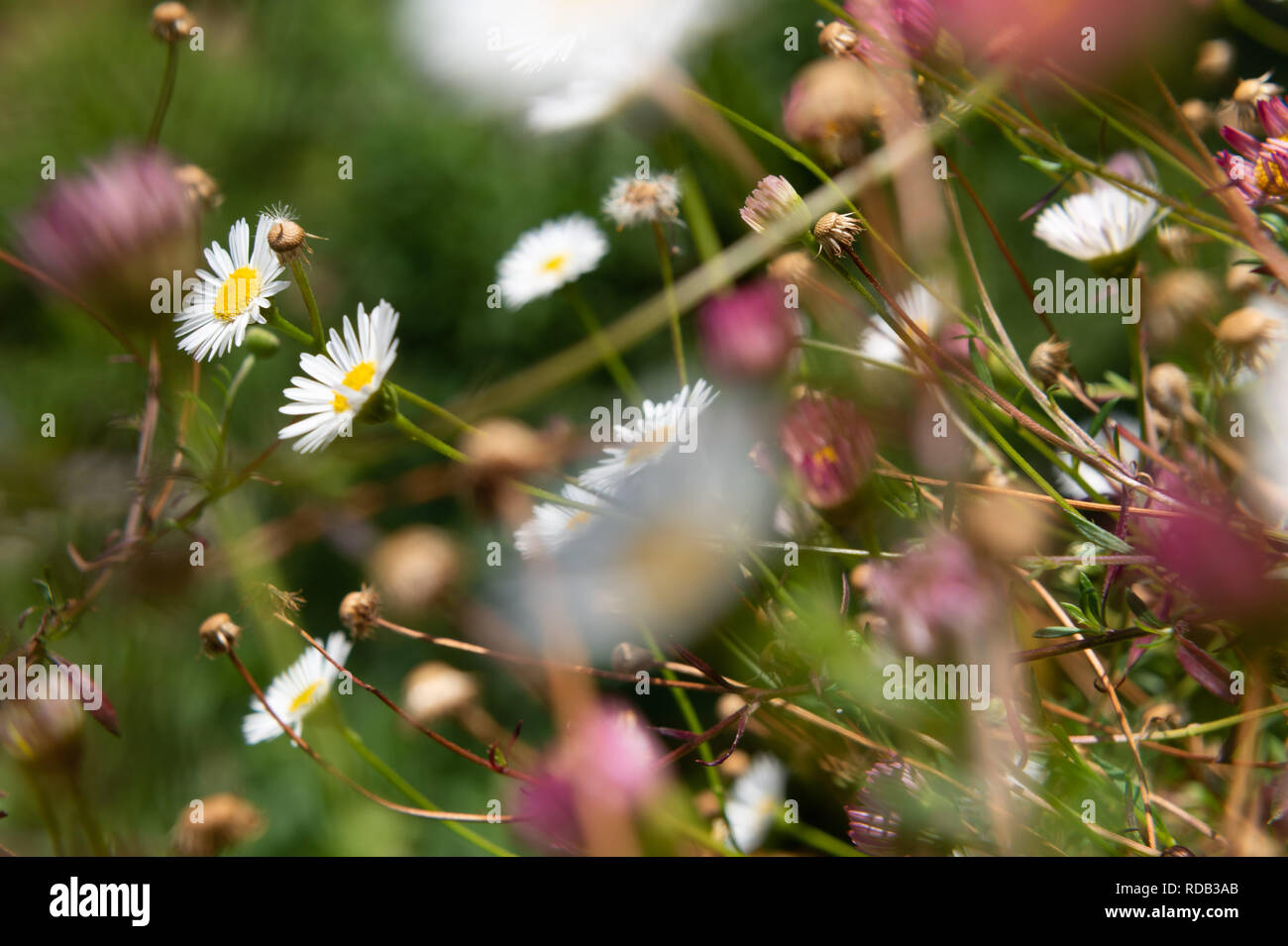 Wiese mit vielen blühenden Gänseblümchen. Stockfoto